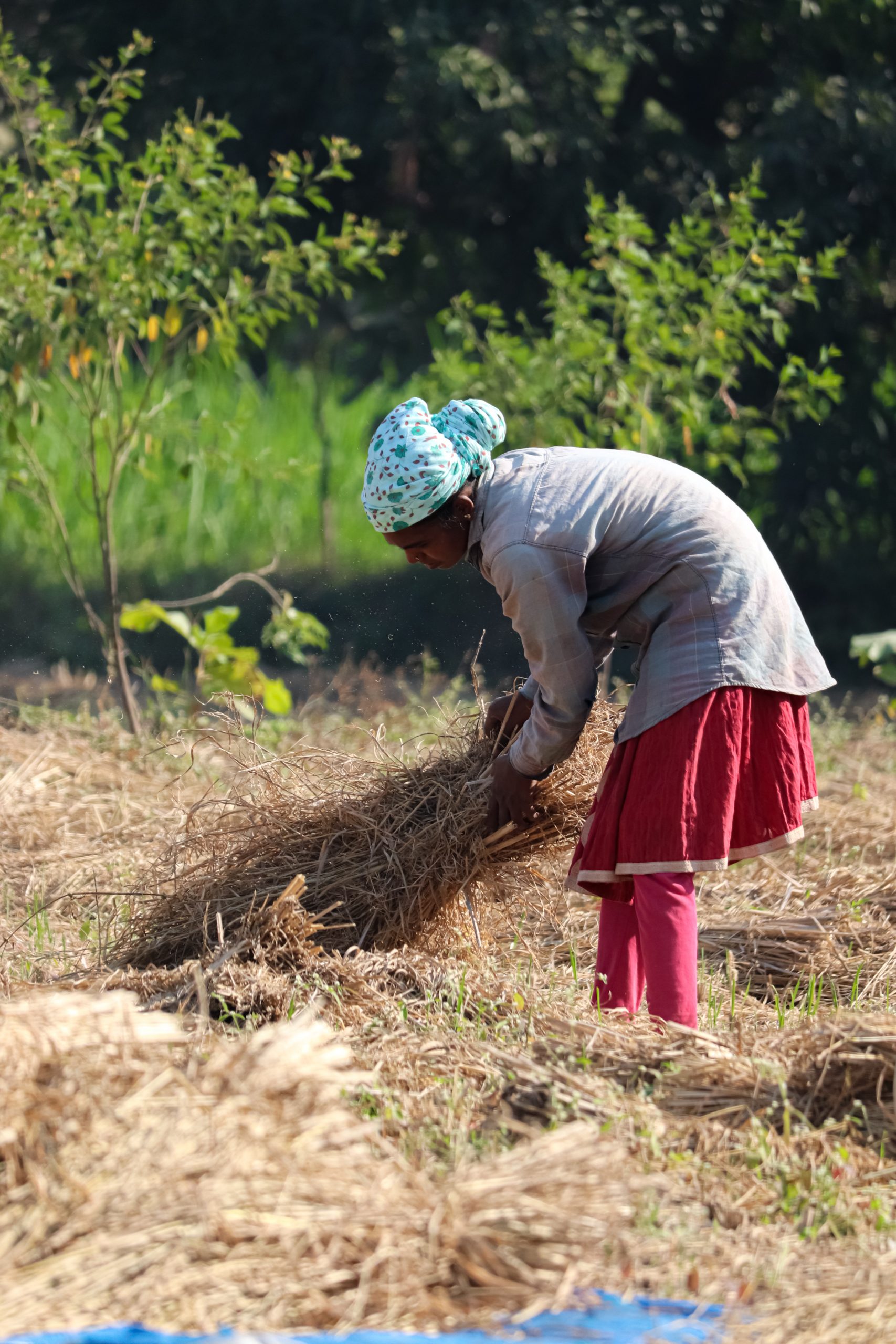 farmer working in the field