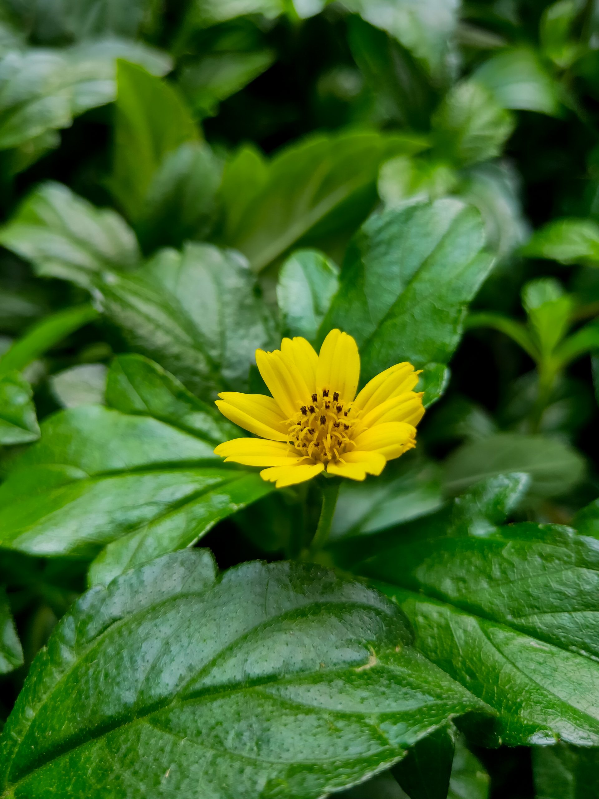 Flowering plant