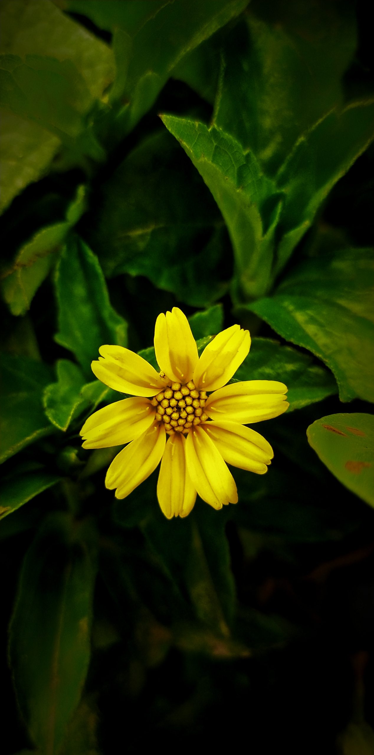 flower and leaves