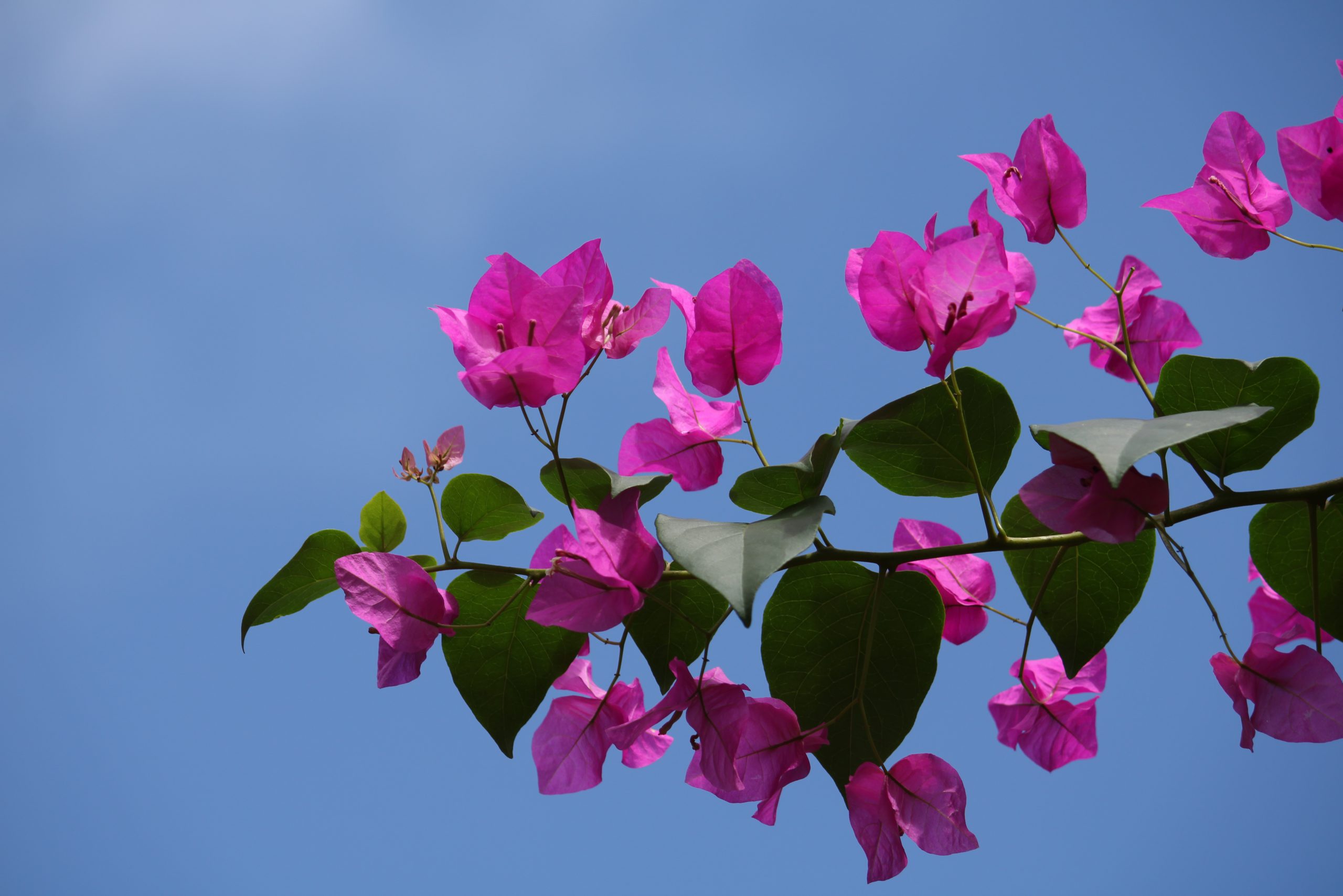 flowers on a stem