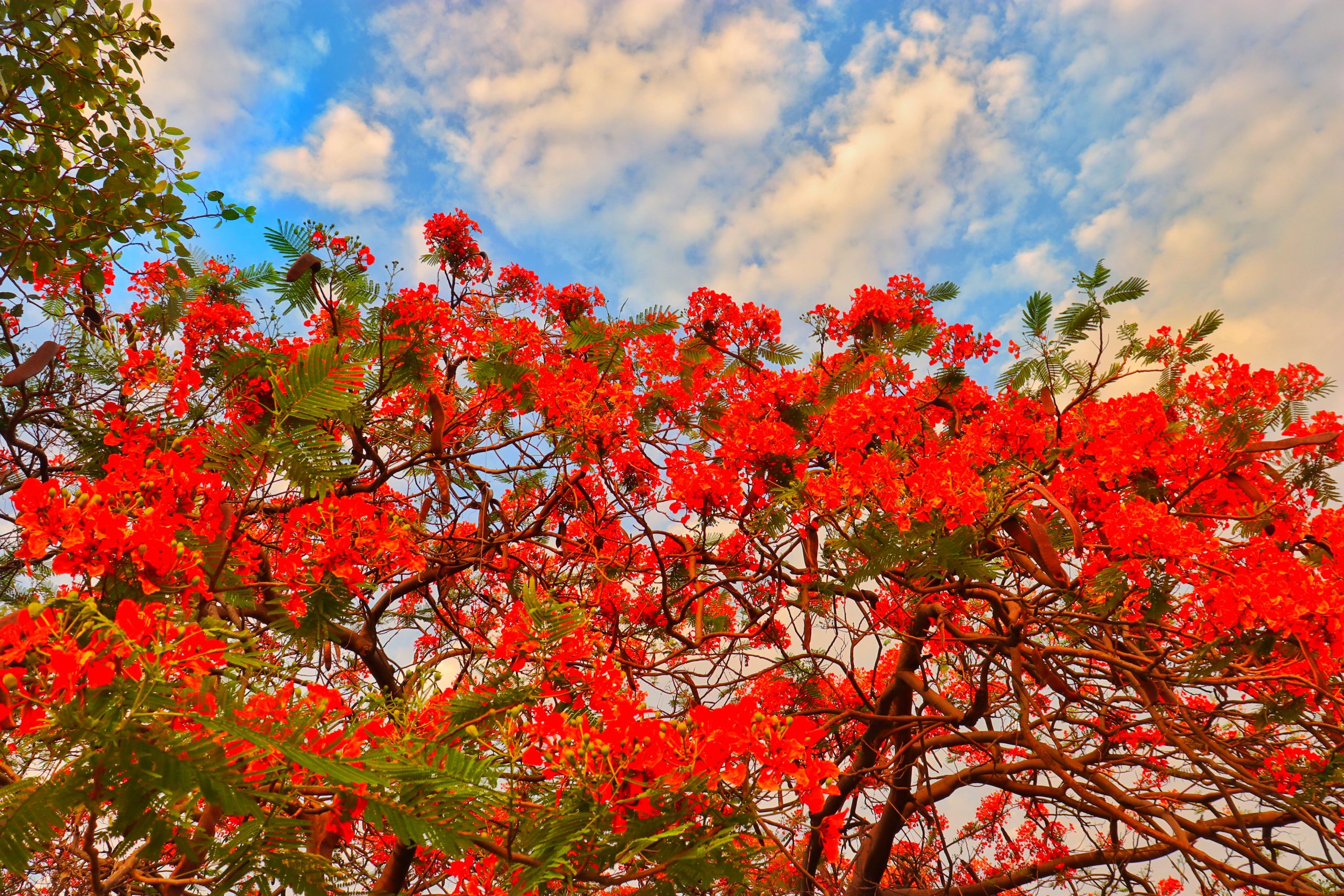 red flowers on a tree