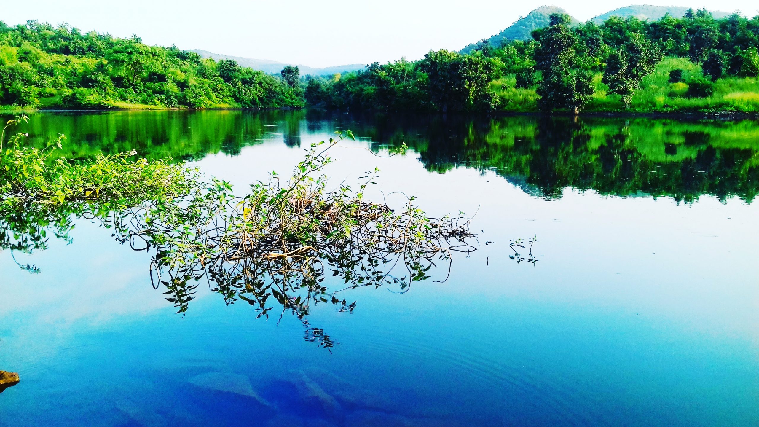 A lake in a forest