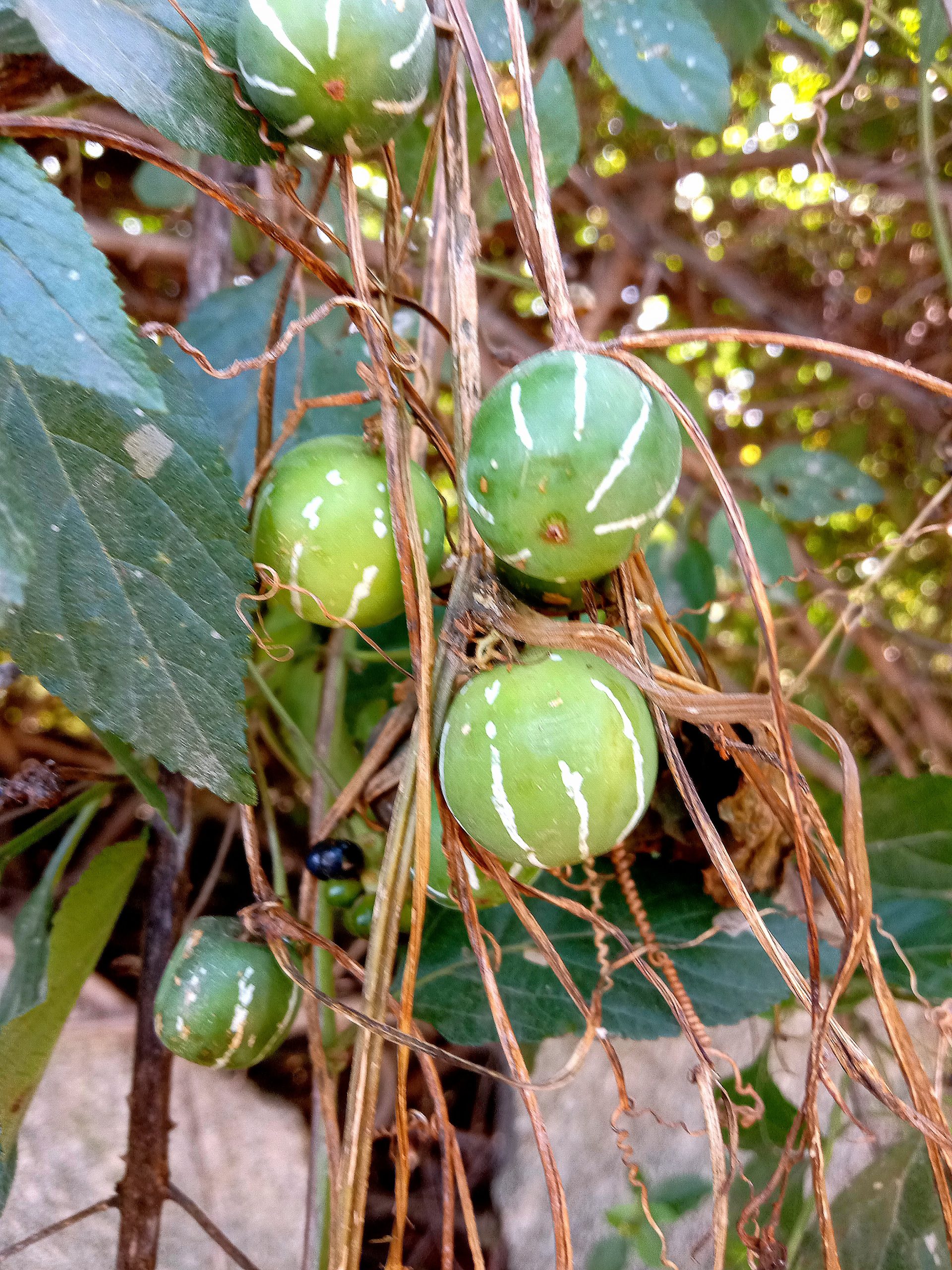 fruits of a vine plant