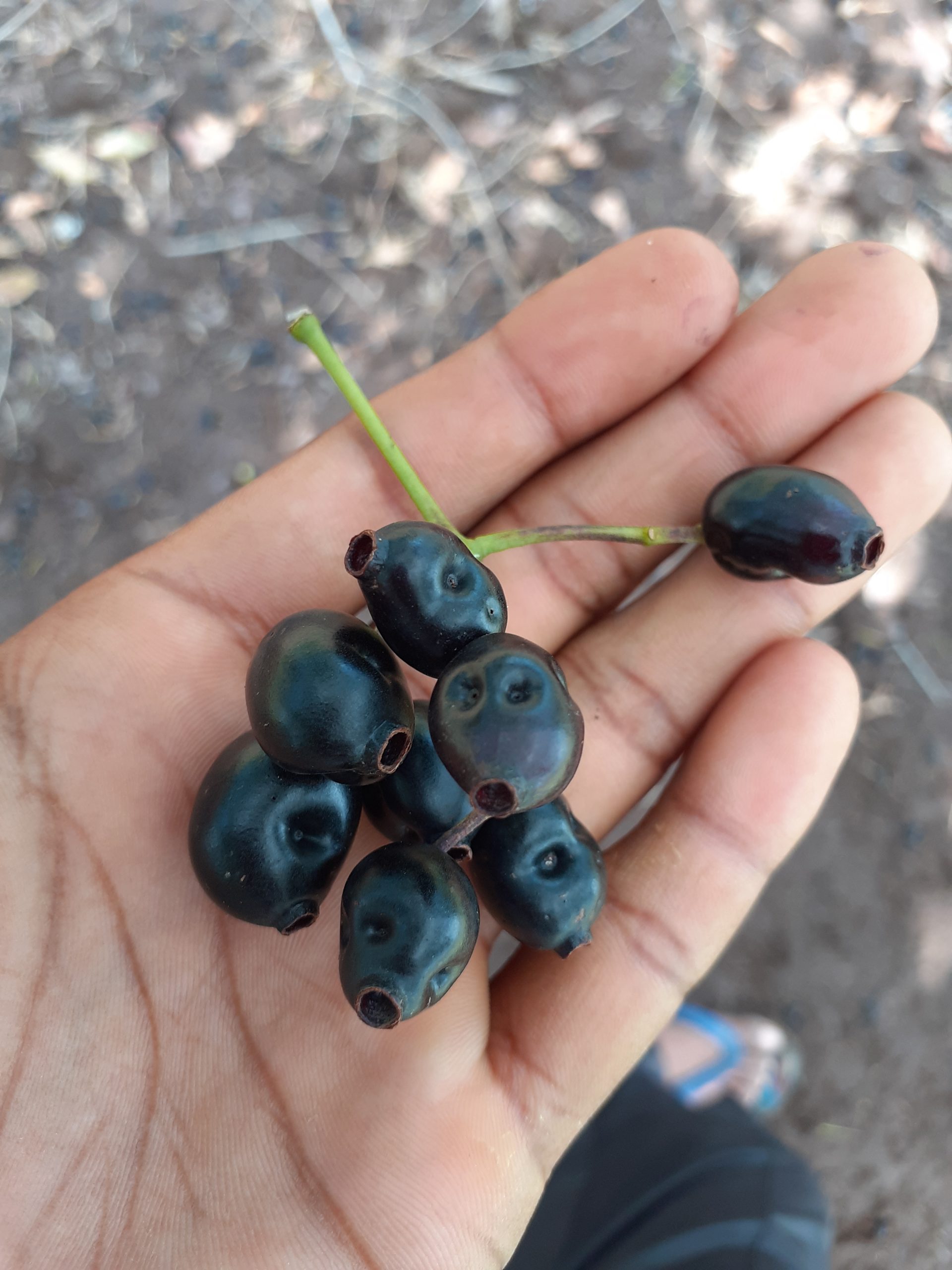 Black berries in hand