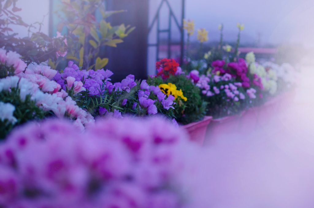 garden of flowers Free Image by saurabh kaul on