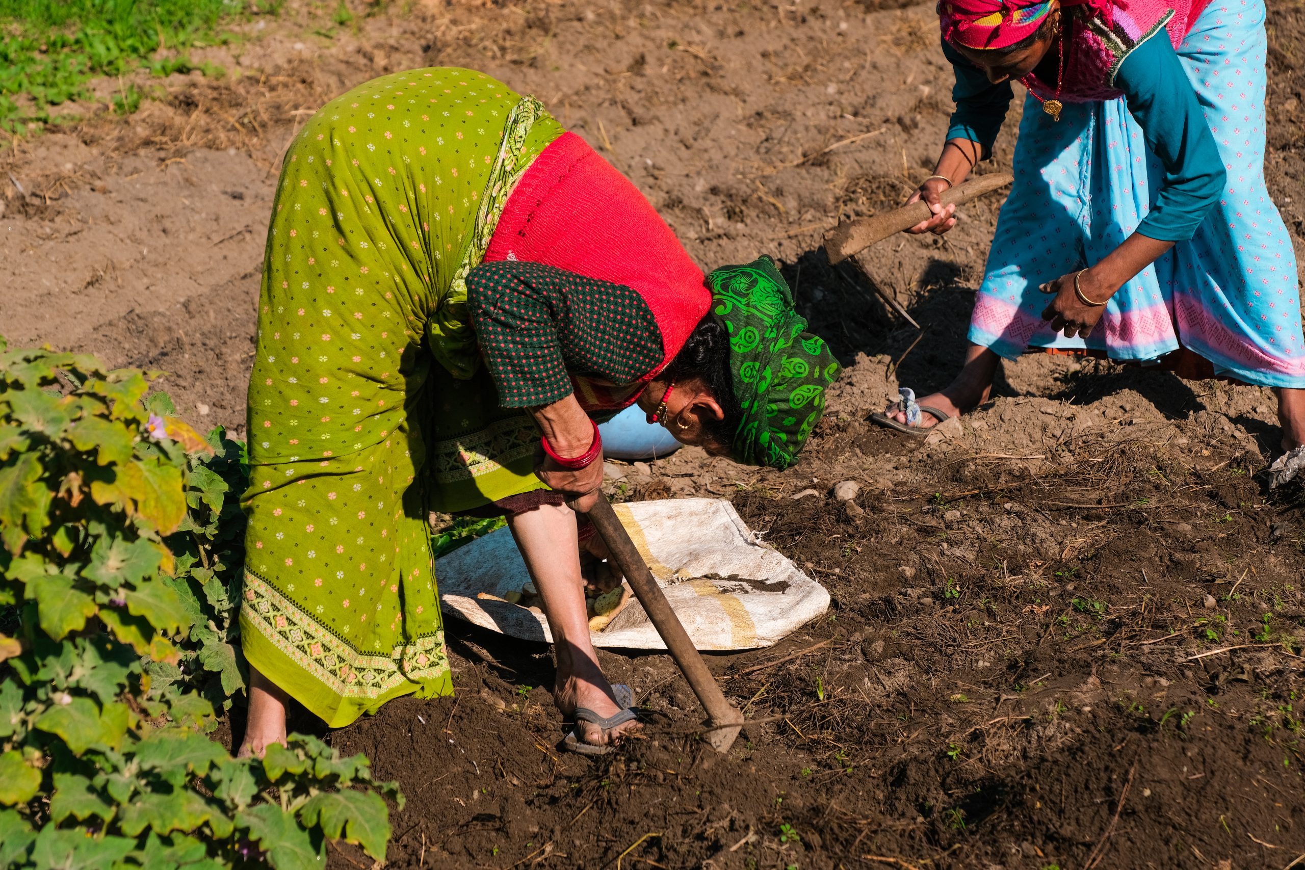 farmers working in the field