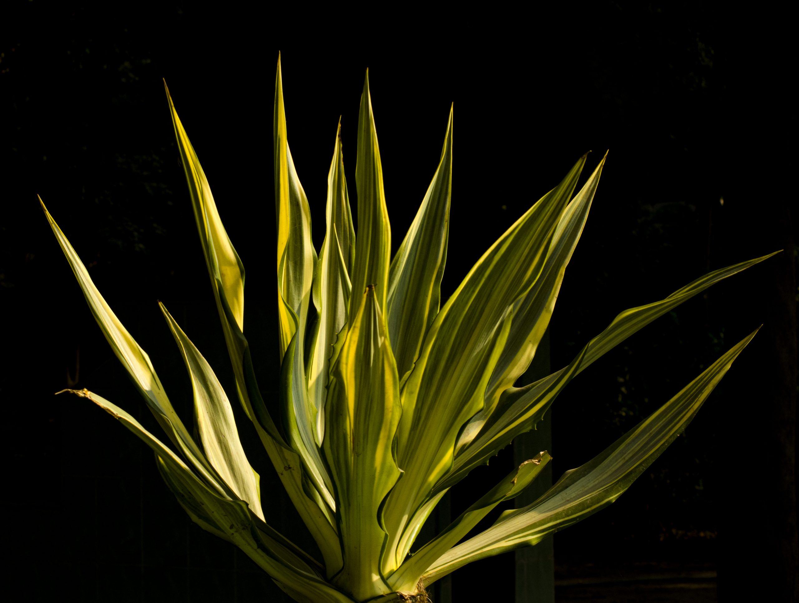 leaves of a plant