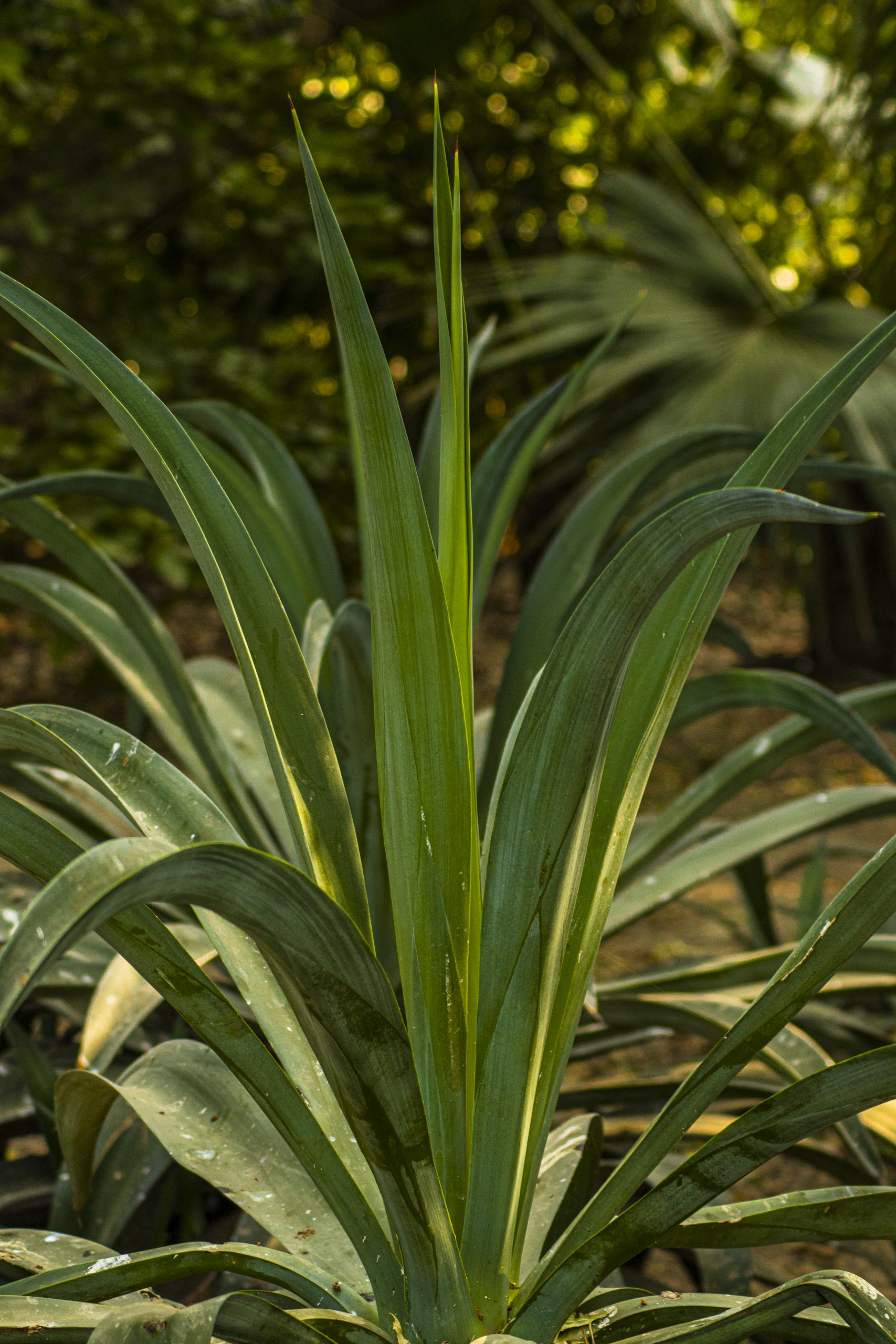 leaves of a plant