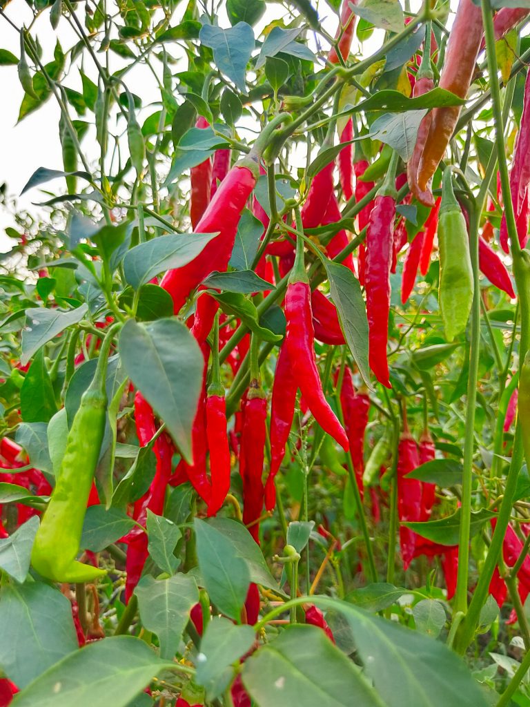 red chillis - PixaHive