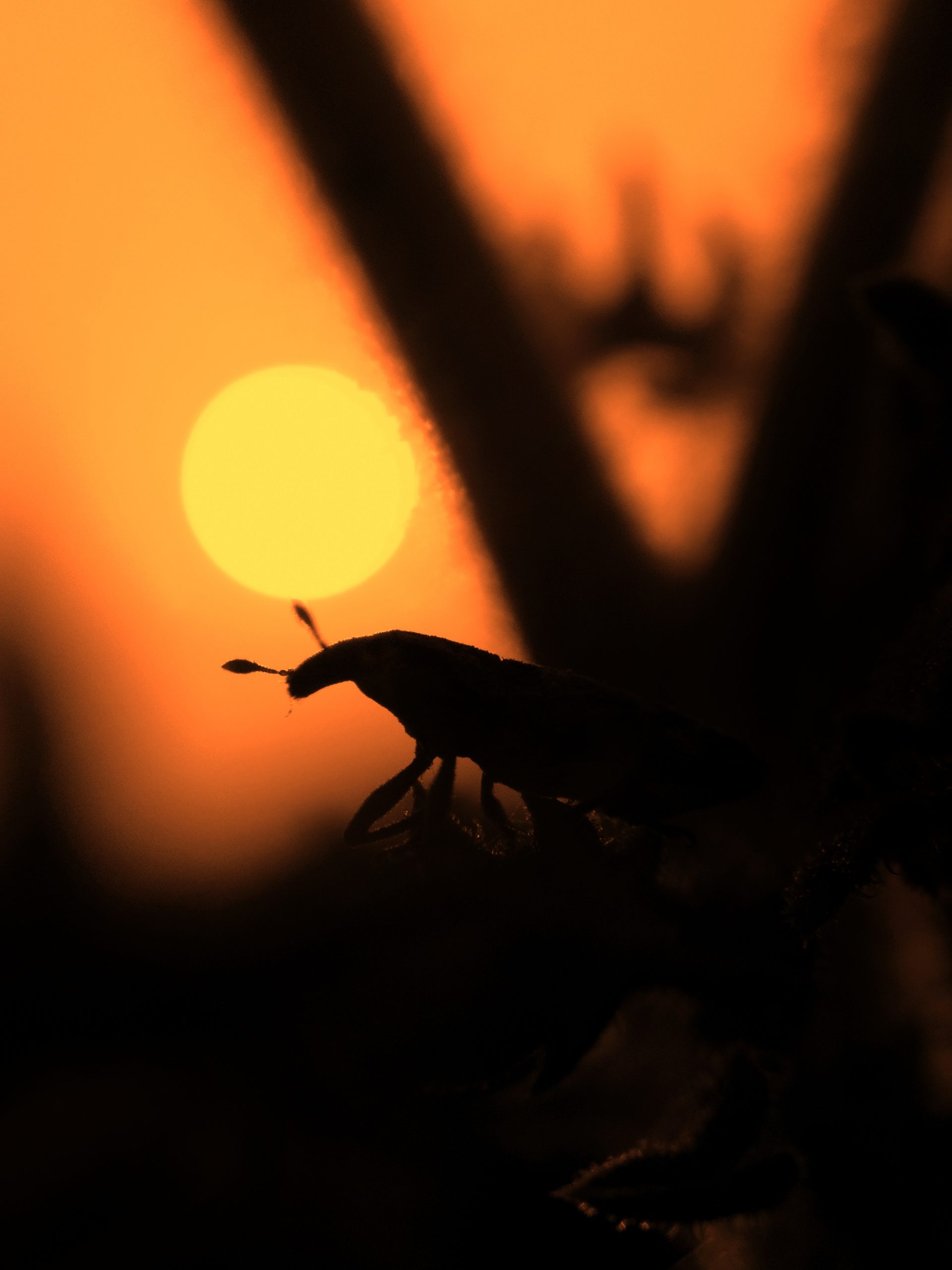 Silhouette of Insect