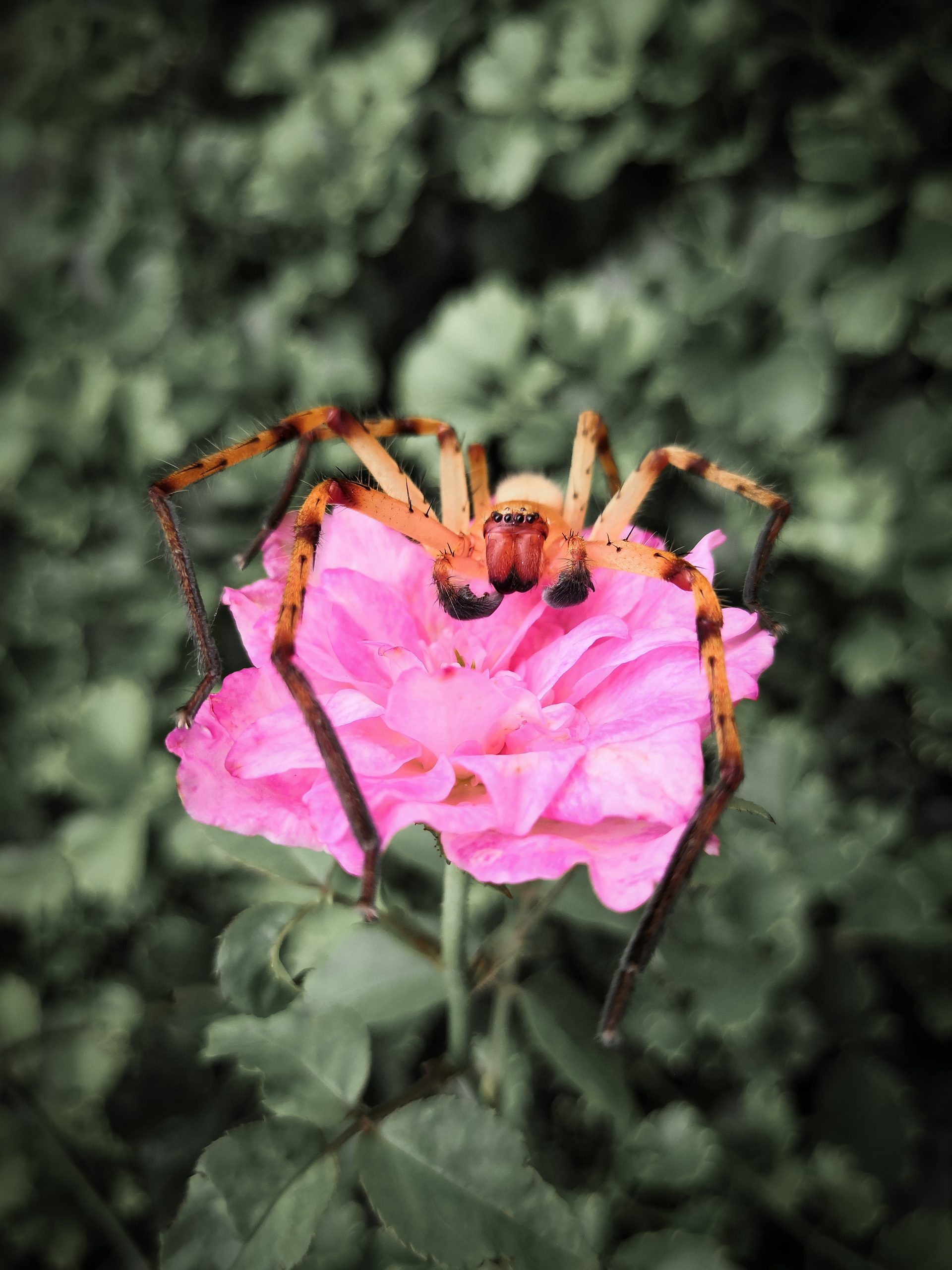 Spider on a flower