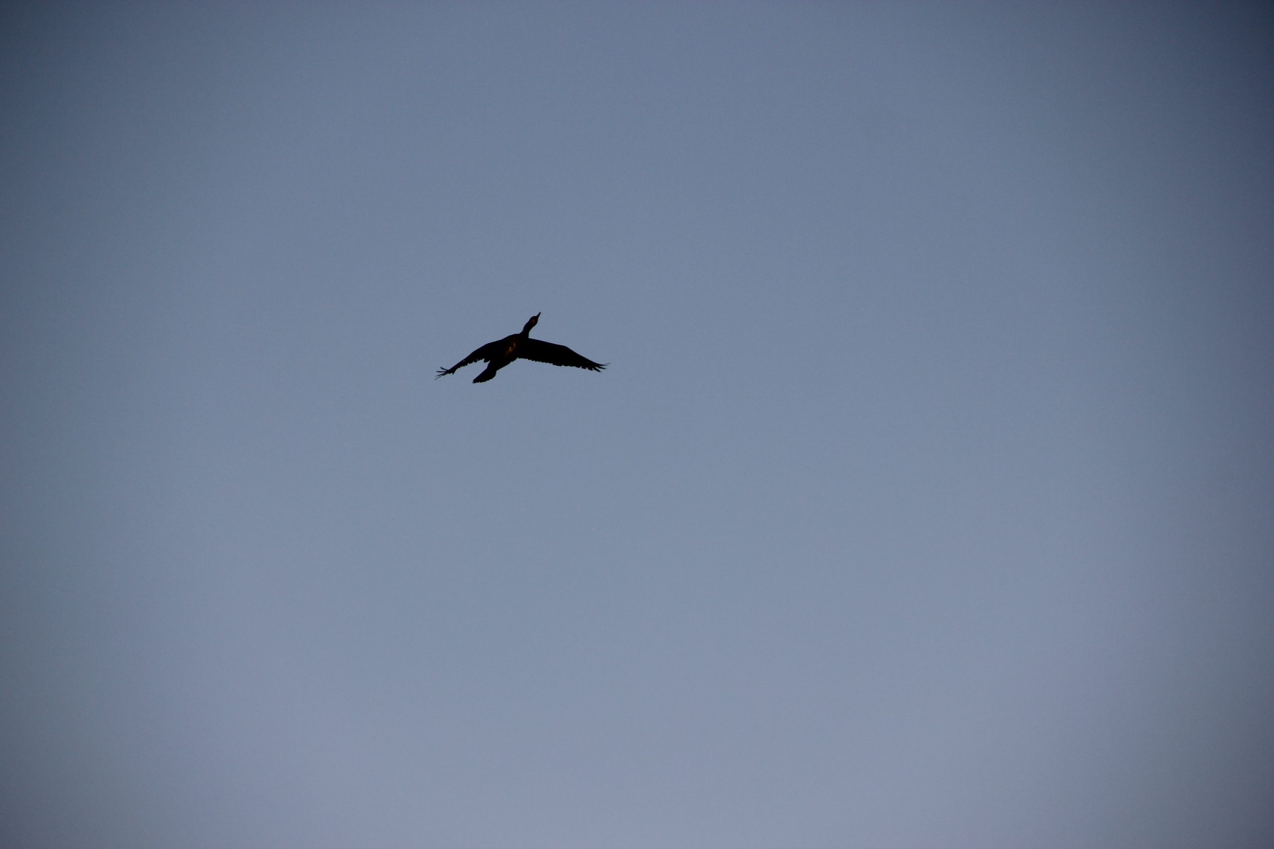 Bird in sky