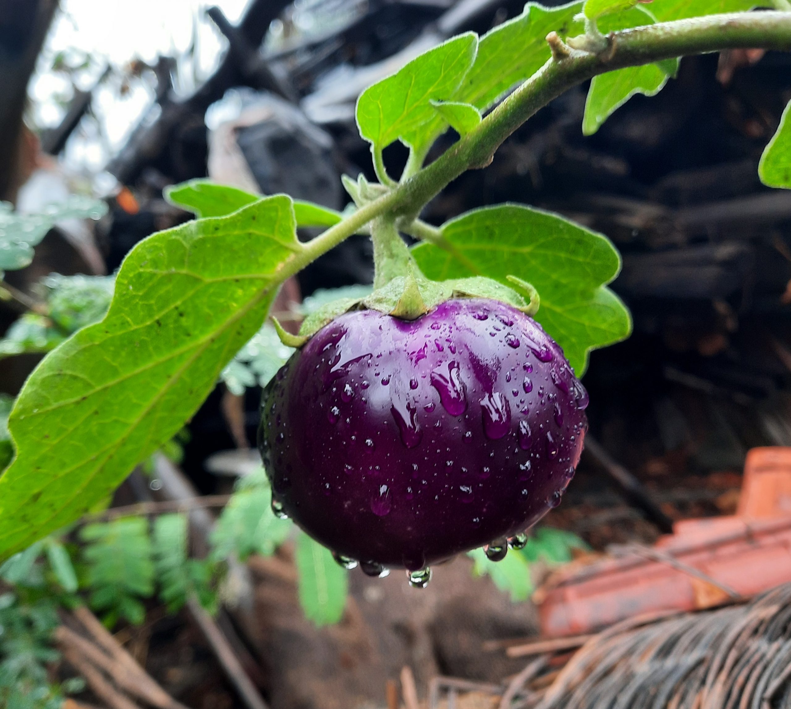 water droplets on an eggplant