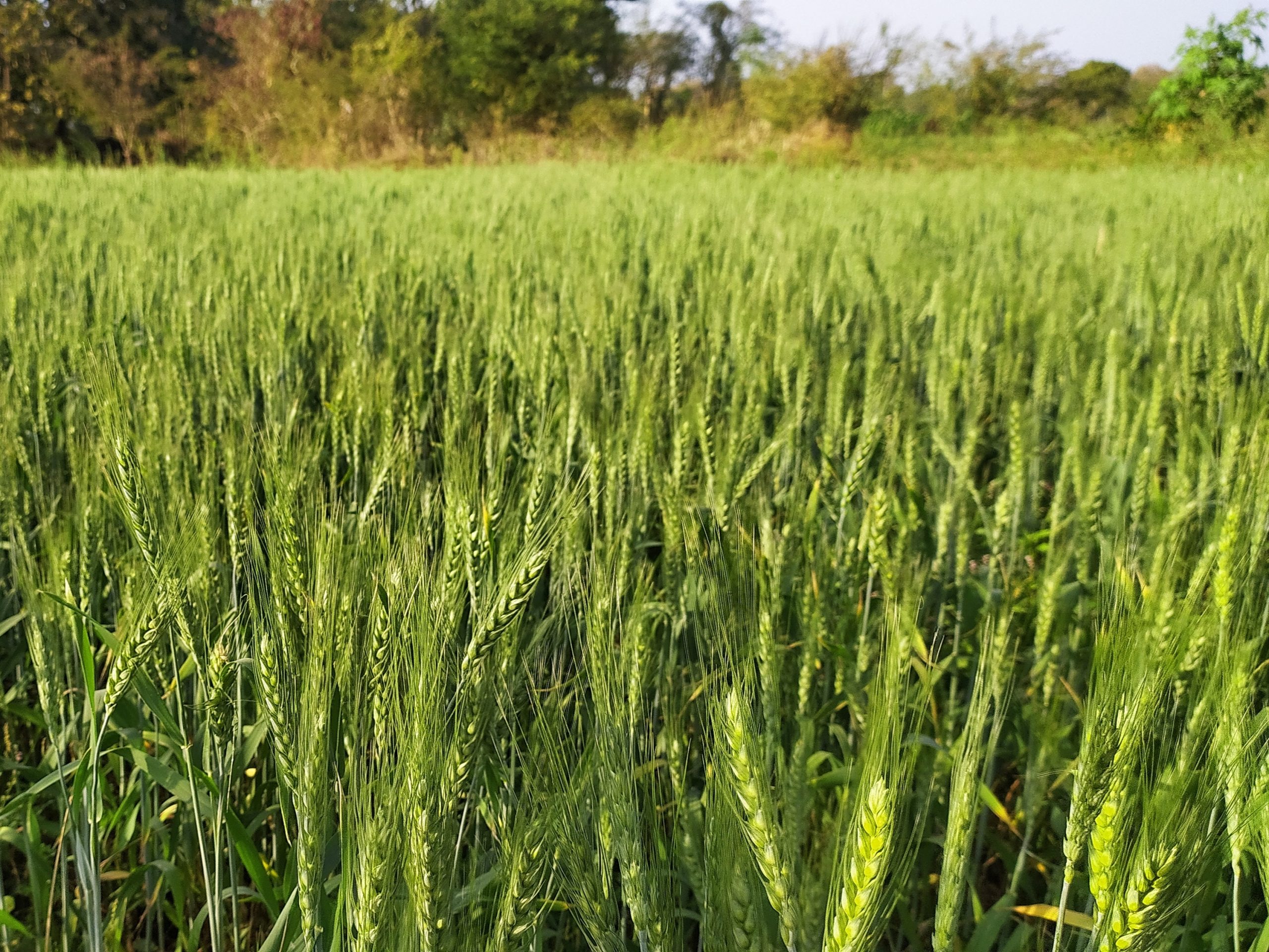 wheat crops