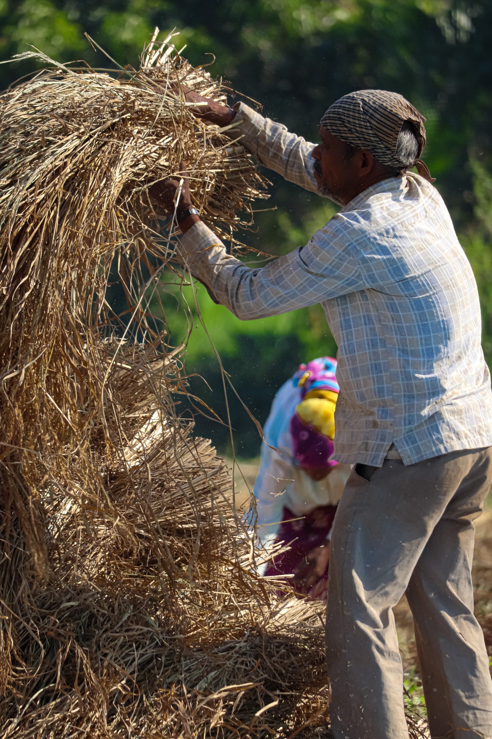 A man lifting rice plant bundles