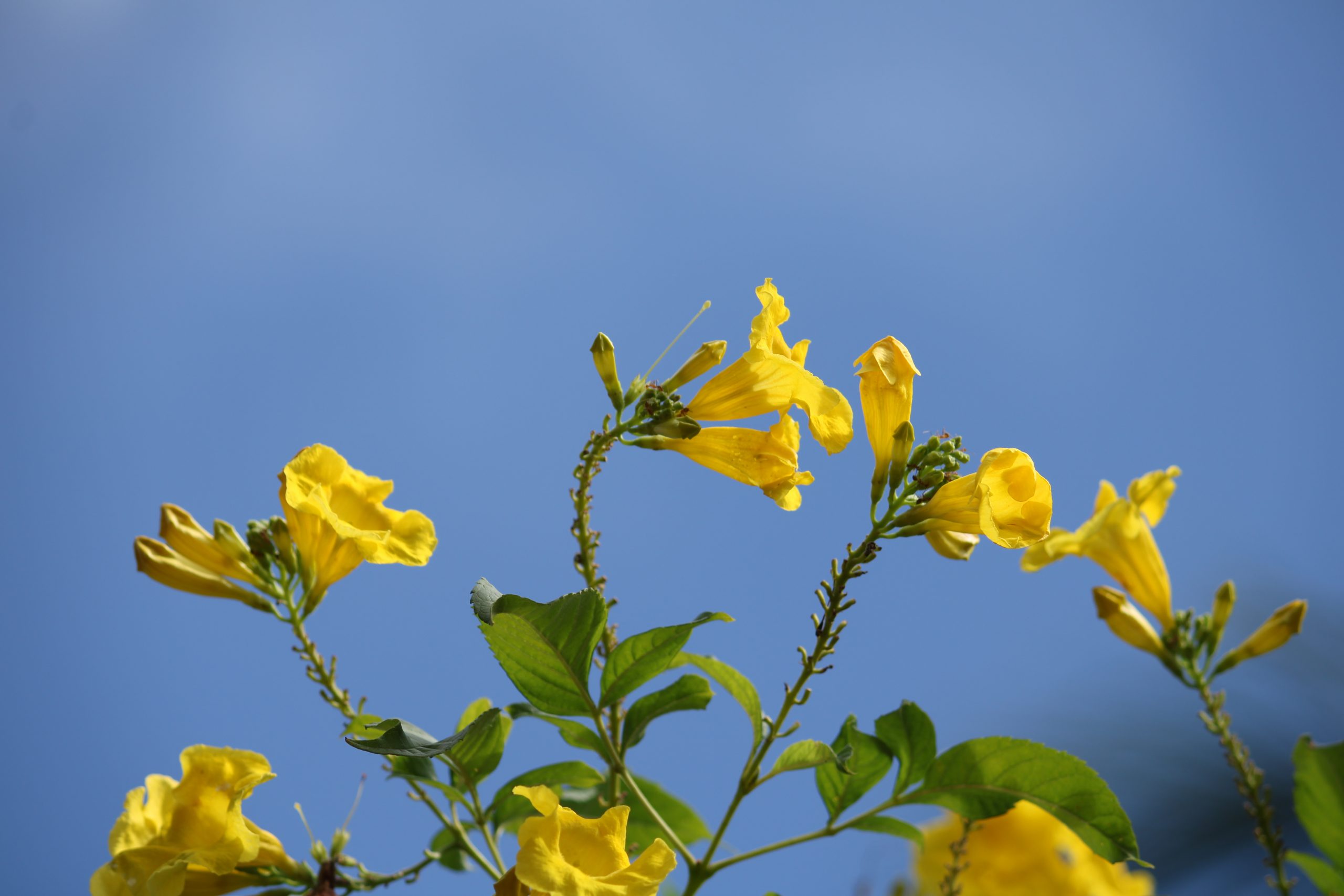 yellow flowers