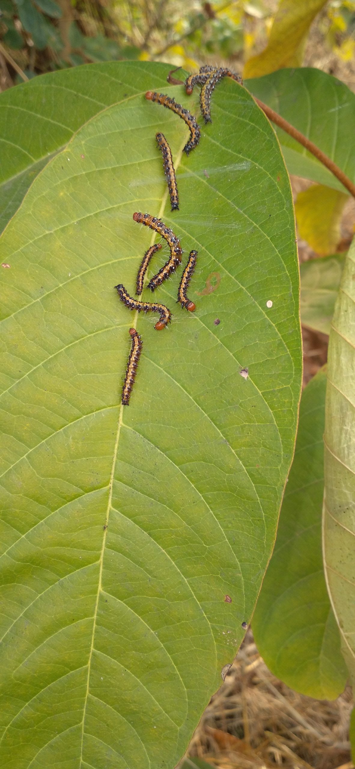 Caterpillars on a leaf