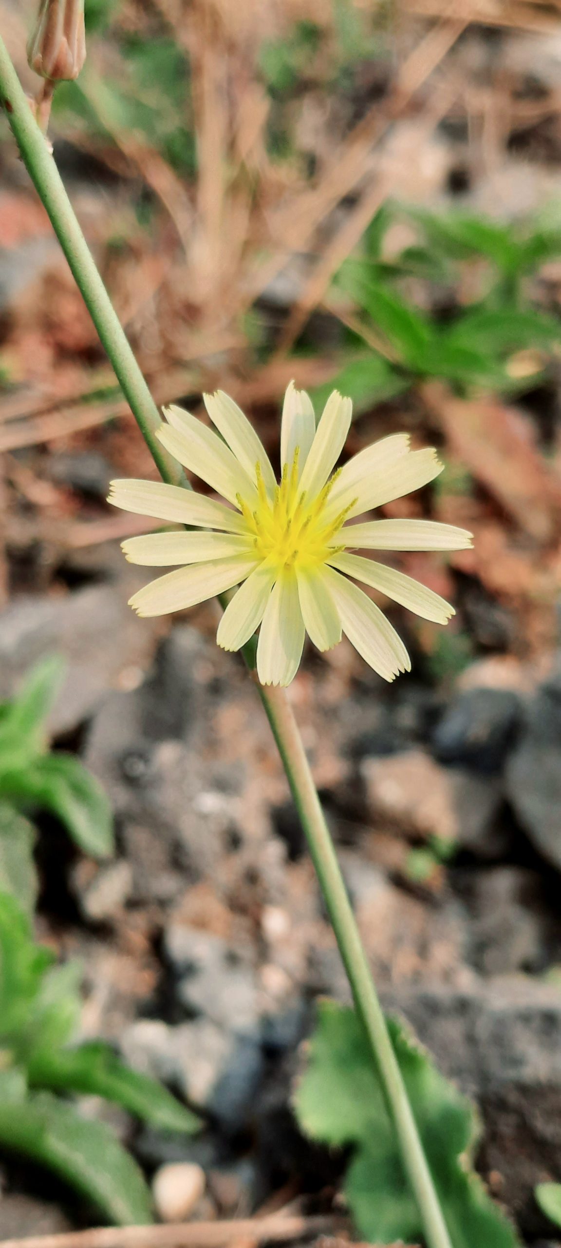 Flowering plant