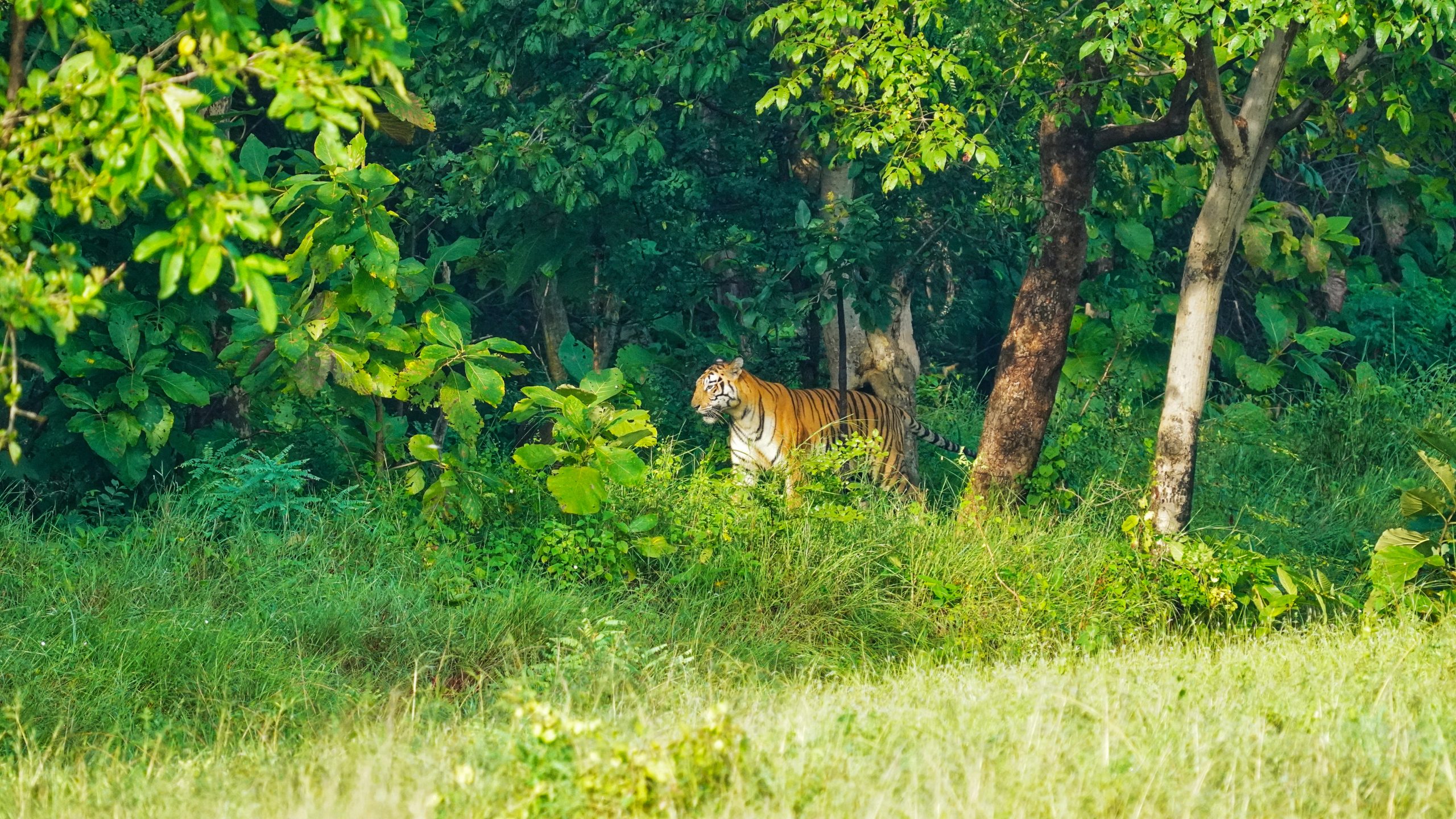 A Bengal tiger