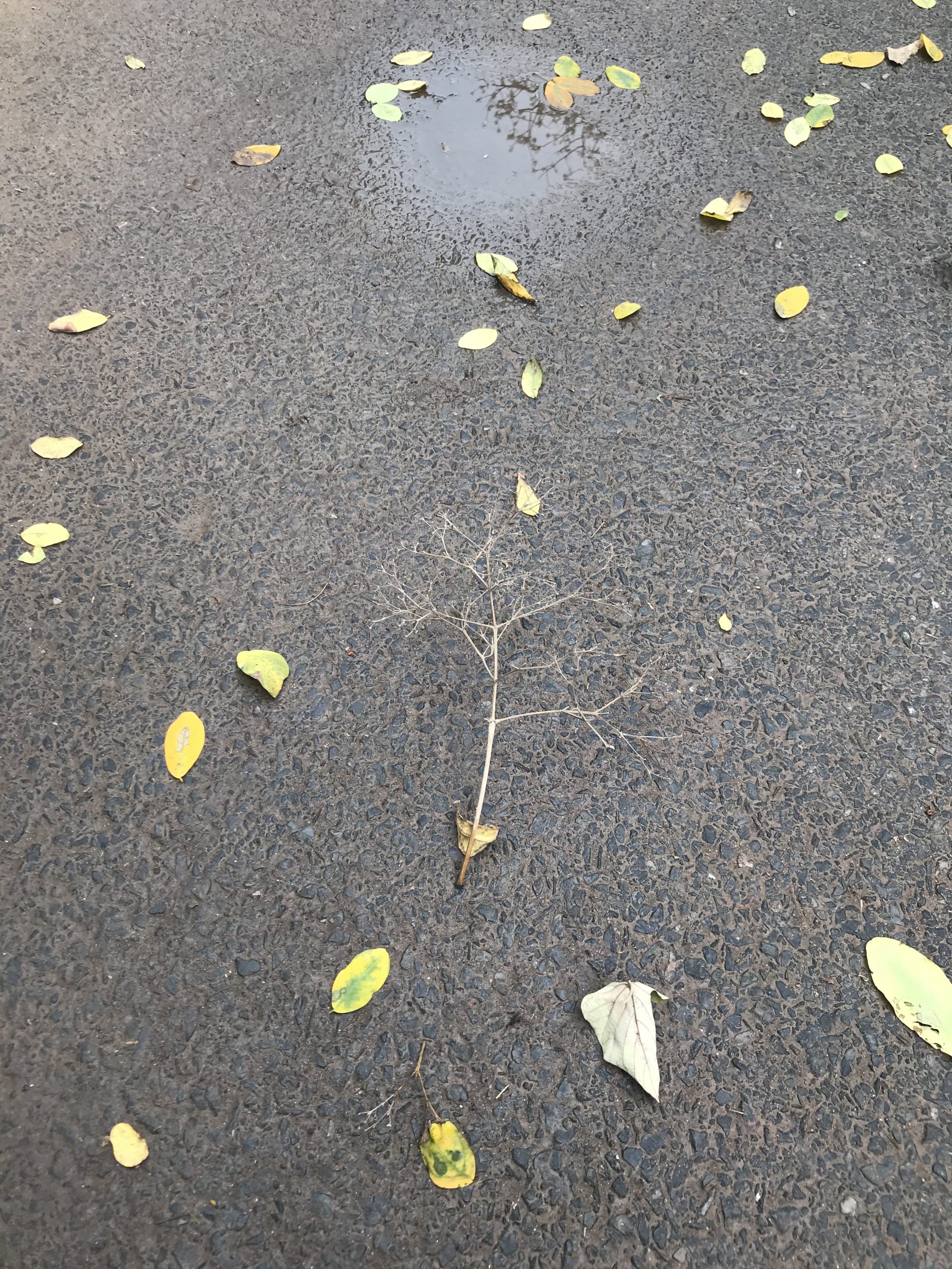 Dried twig on land