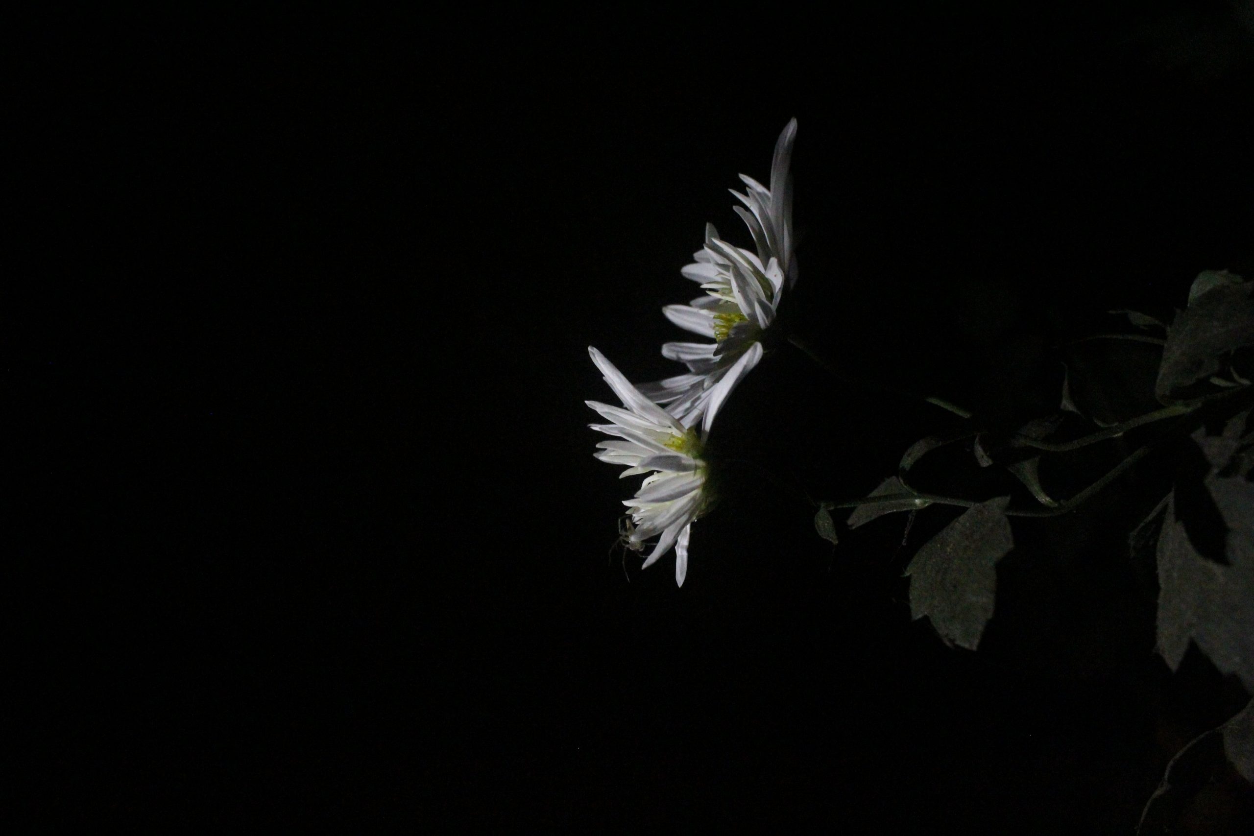 Flower portrait in dark