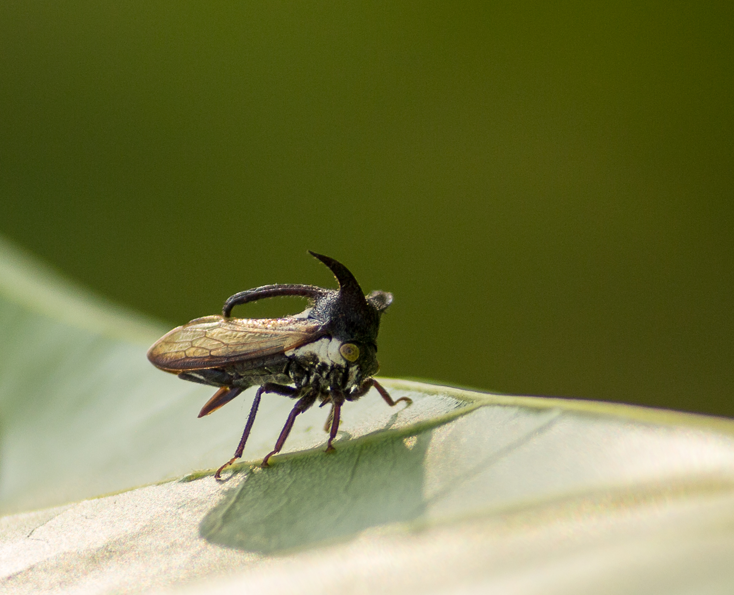 Longhorn beetle sitting on a leaf
