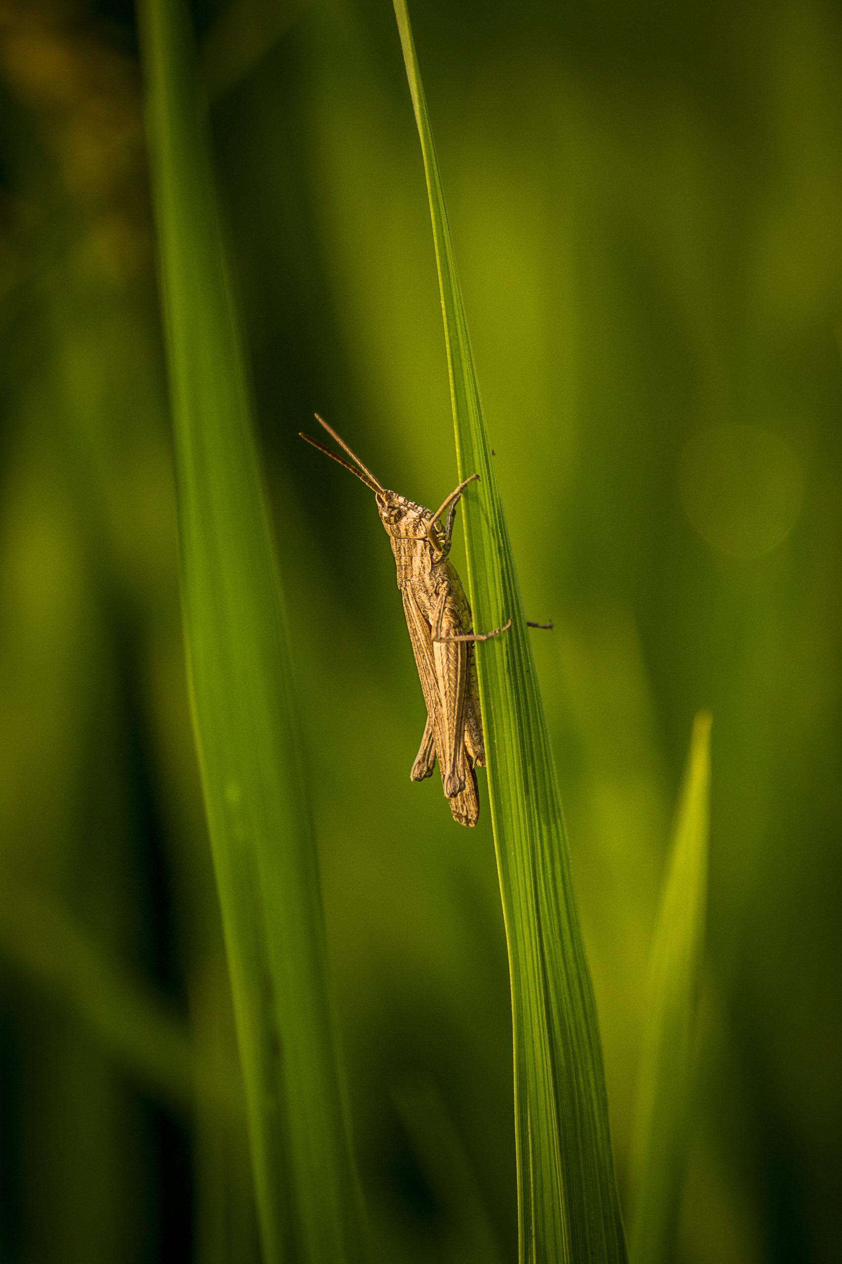 A Grasshopper on a grass leaf