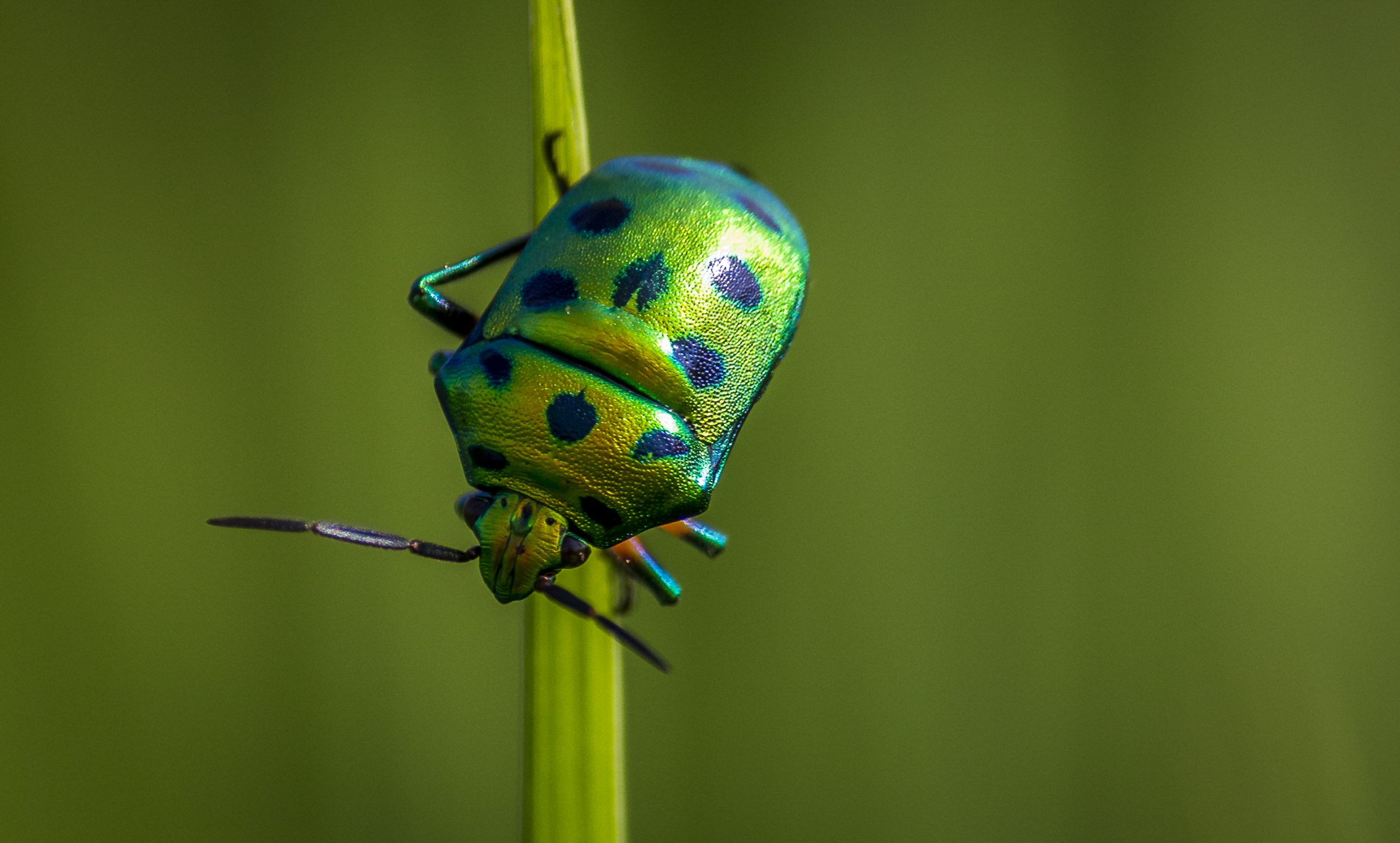 A Jewel Bug