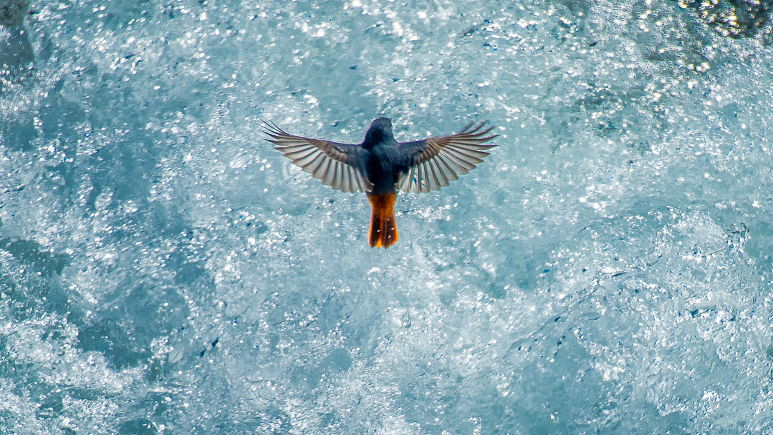 flying bird over a river