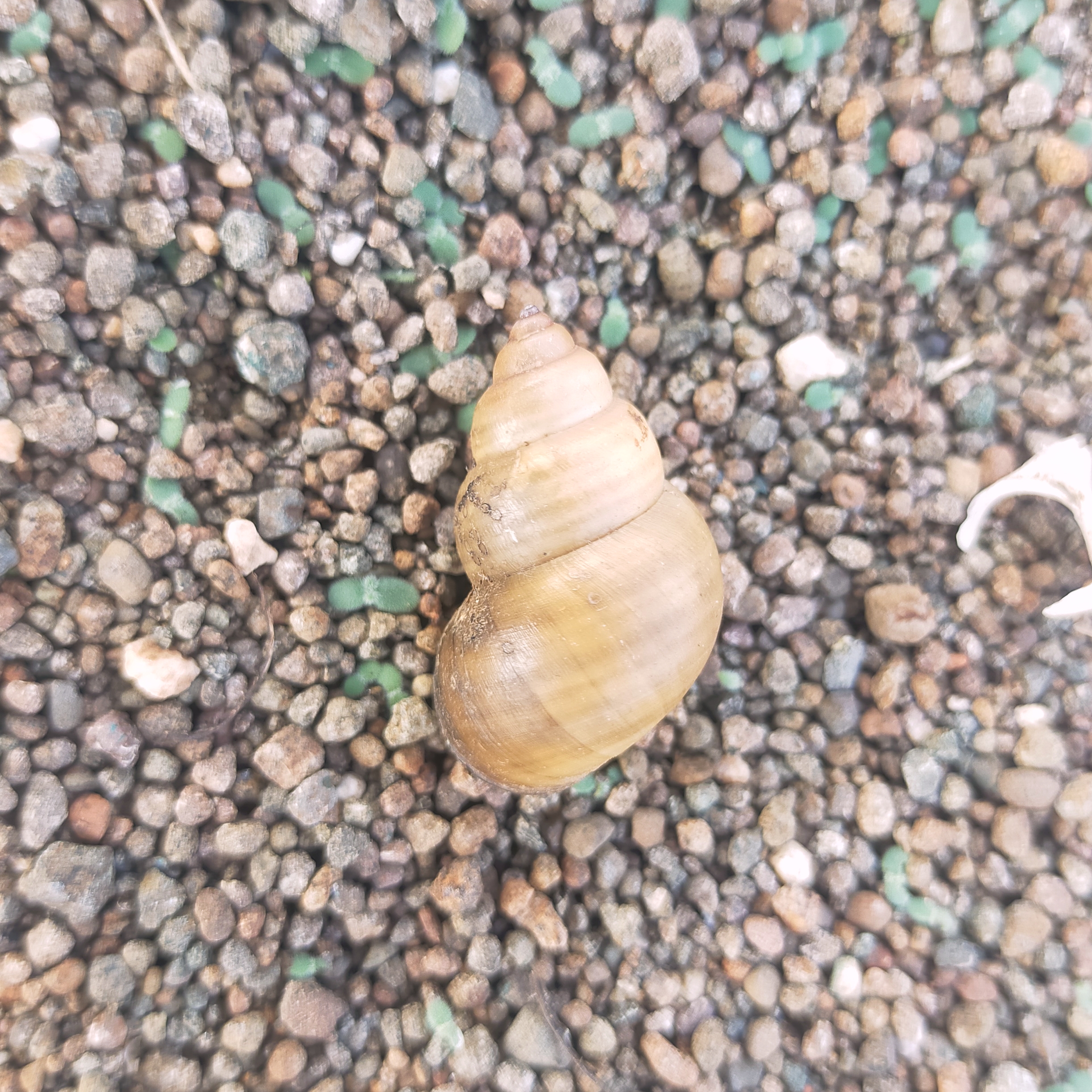 Zoomed view of sea shell at beach