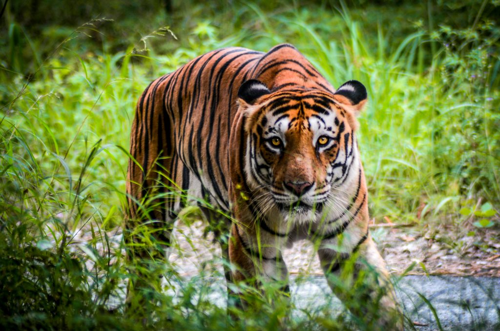 A Tiger at Bannerghatta Biological park - PixaHive