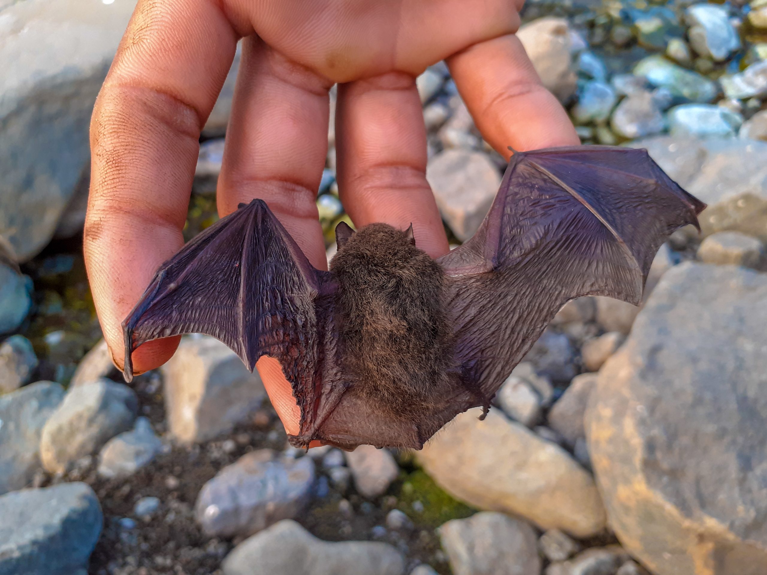 A bat in hand
