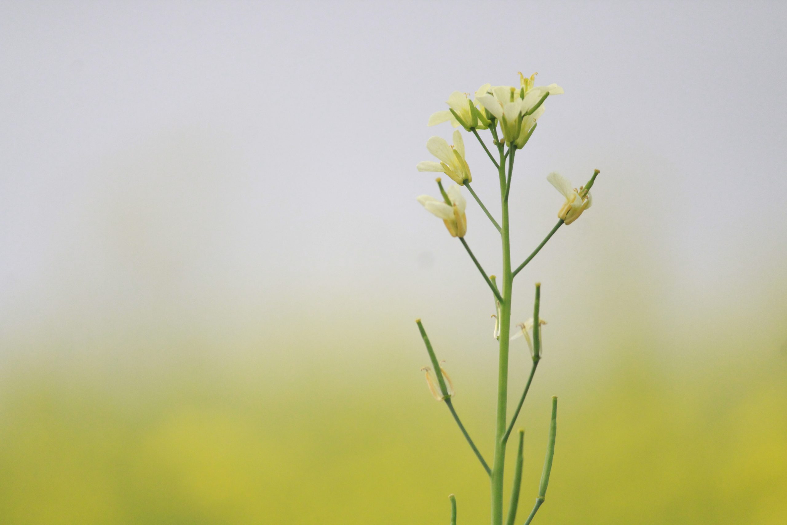 A mustard plant