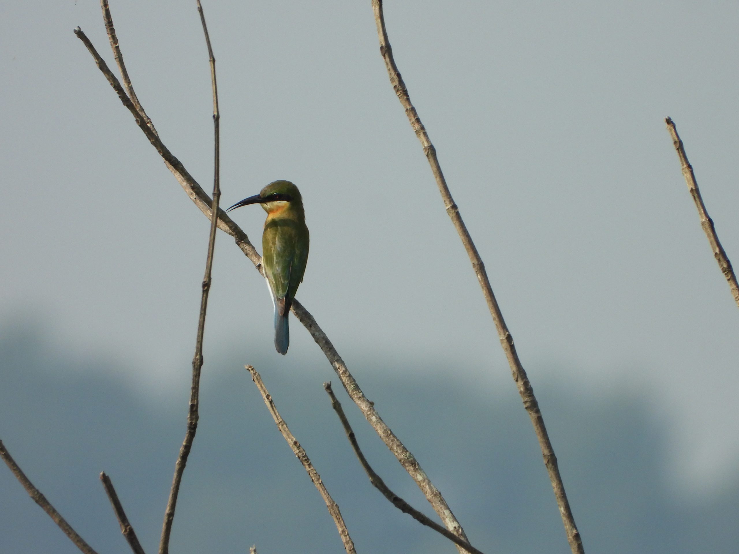 A bee eater on a plant