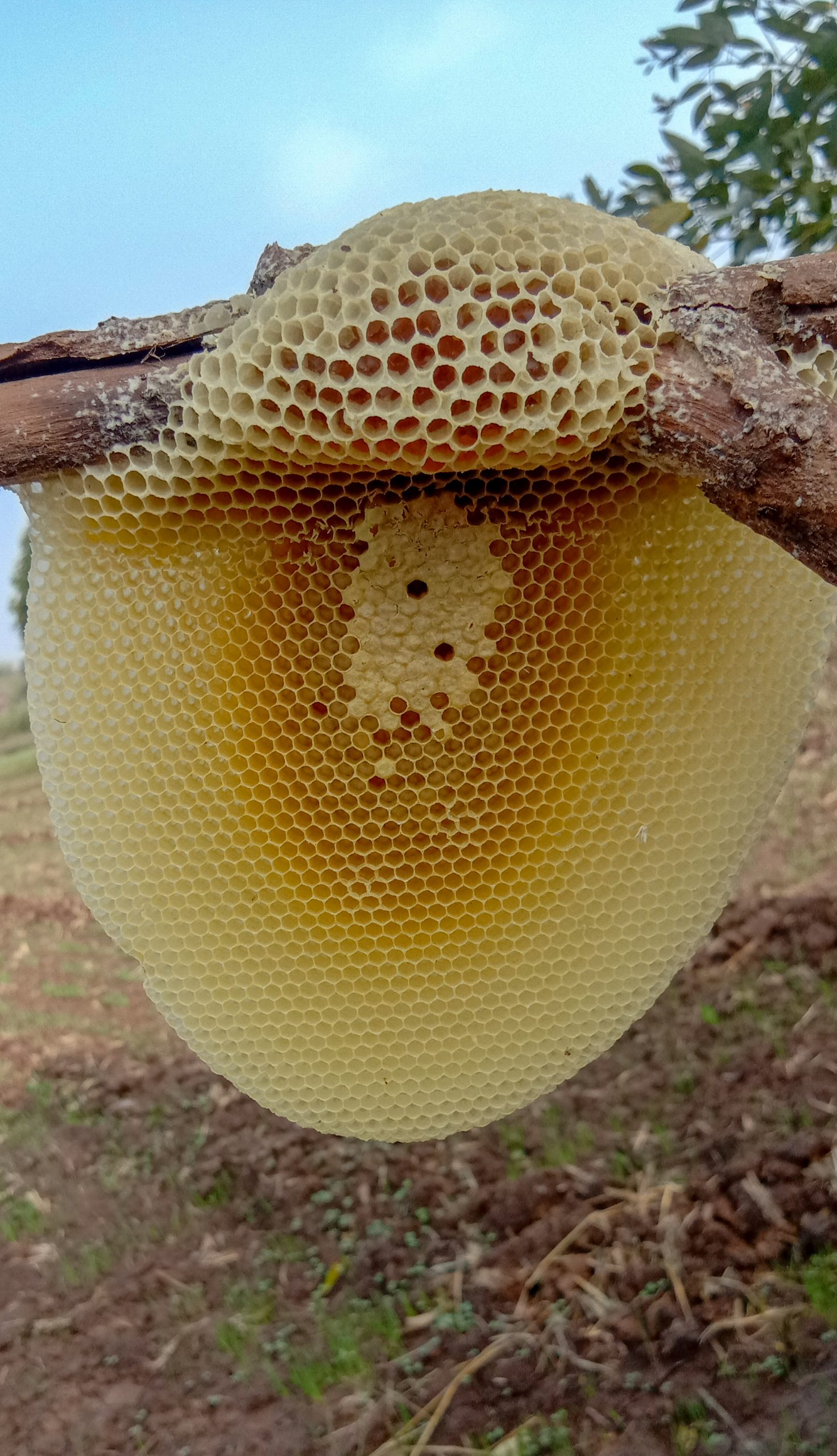 A beehive