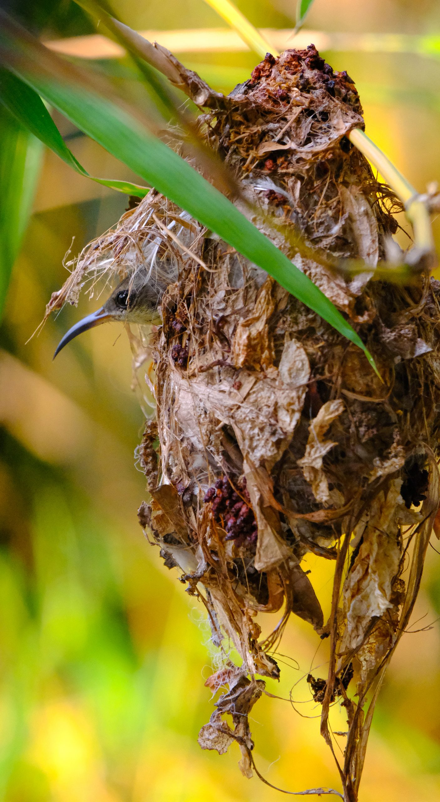 A bird in straw nest