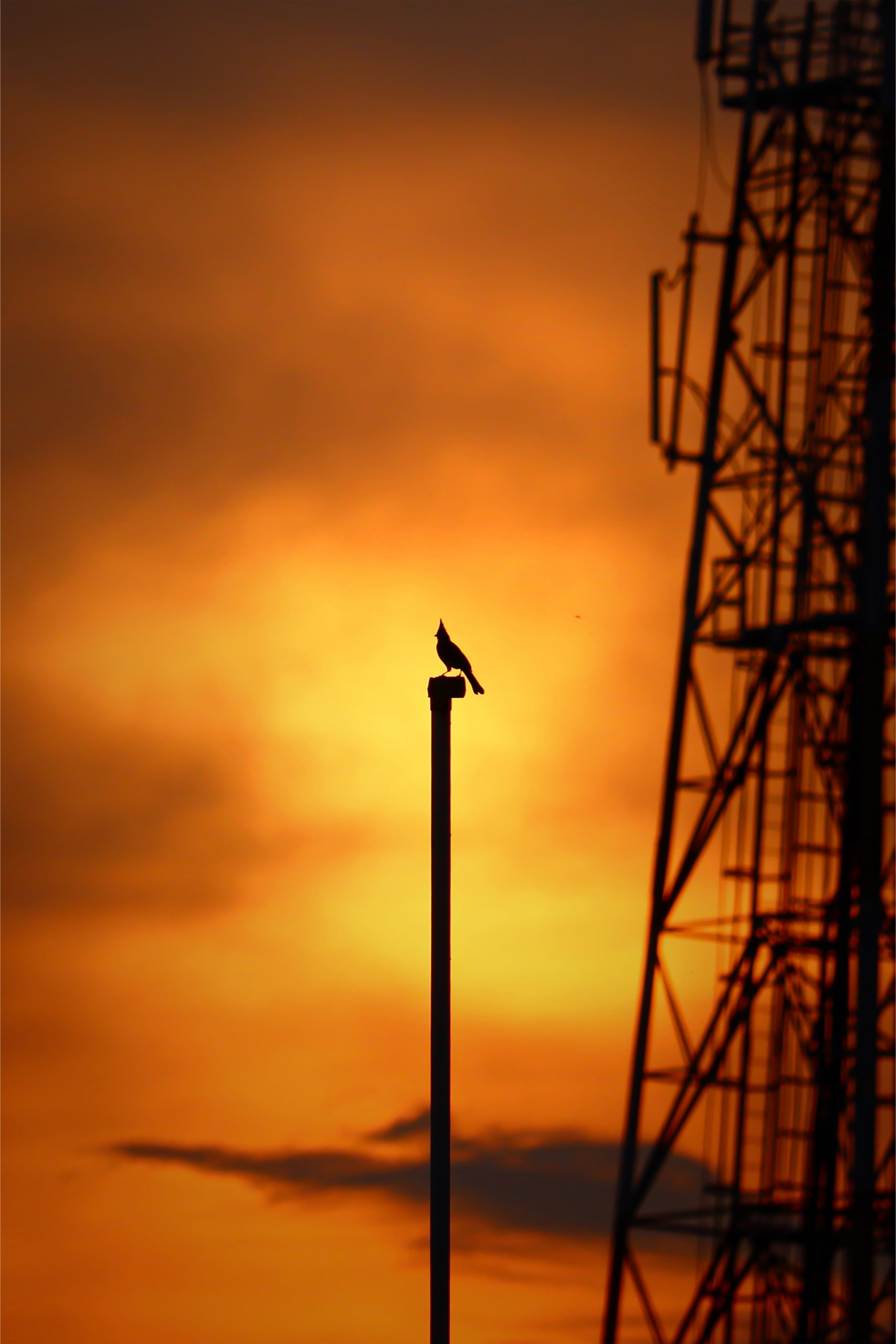 A Bird On A Pole Free Image By Chinmay Mayur On PixaHive