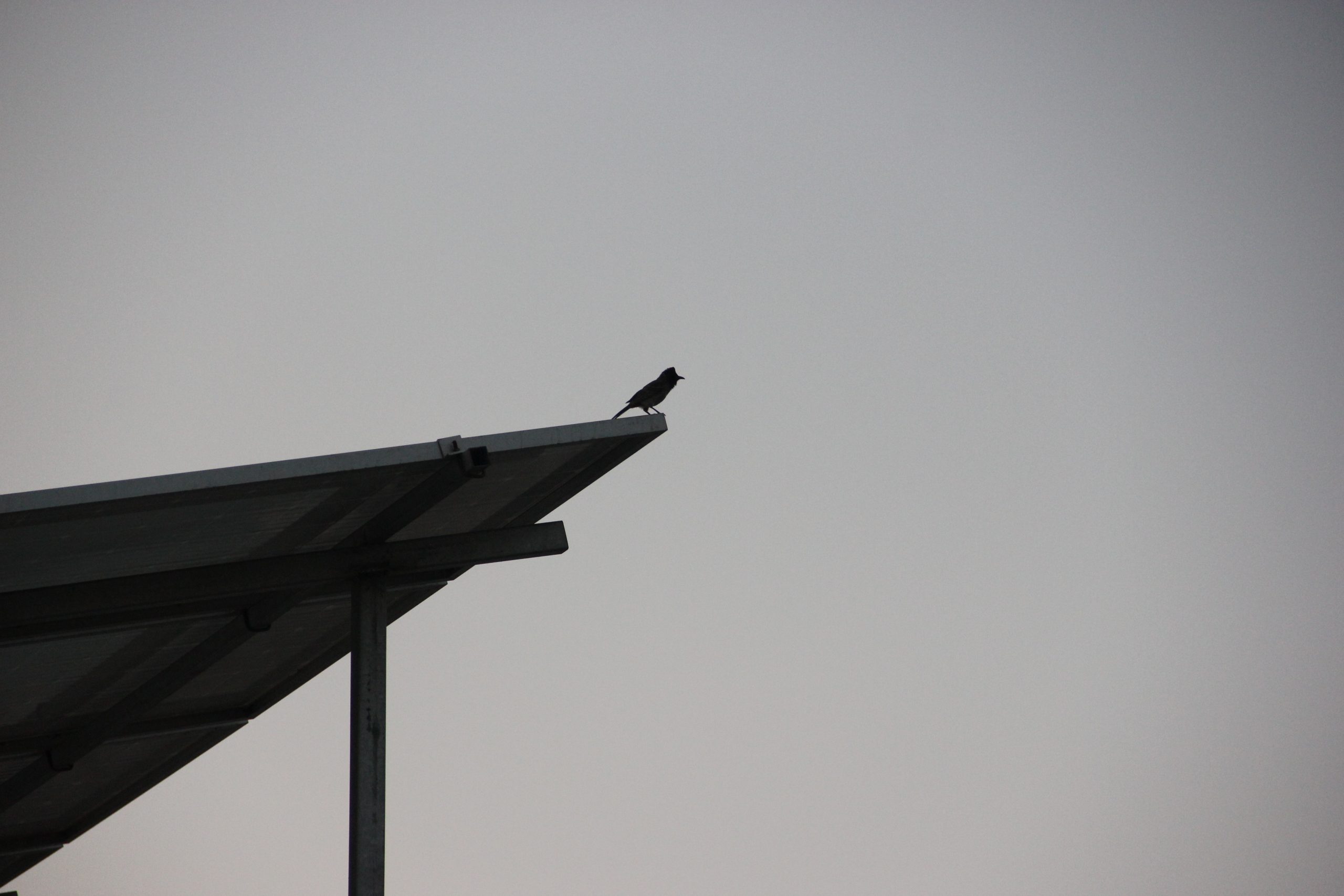 A bird on a roof