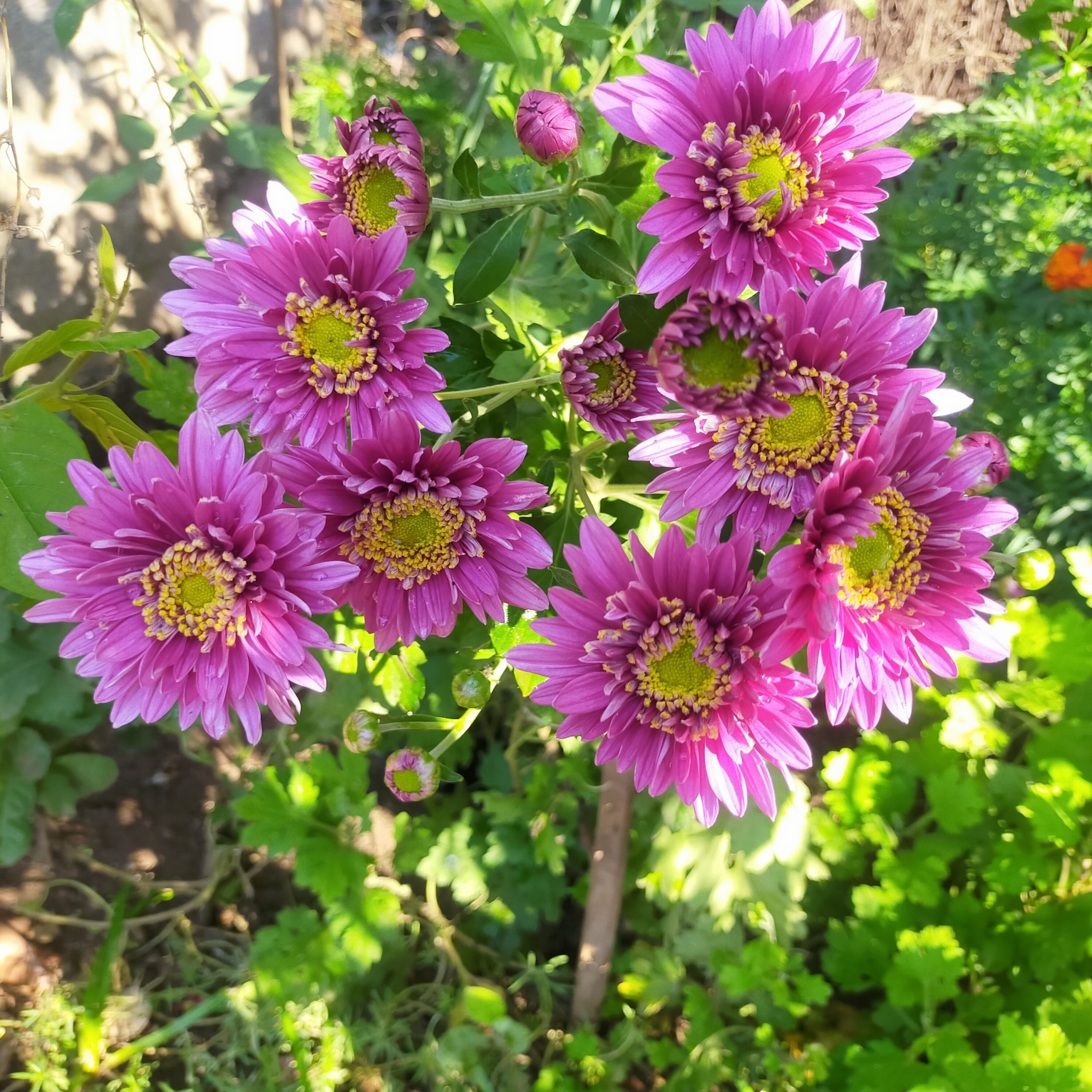 A bunch of pink flowers