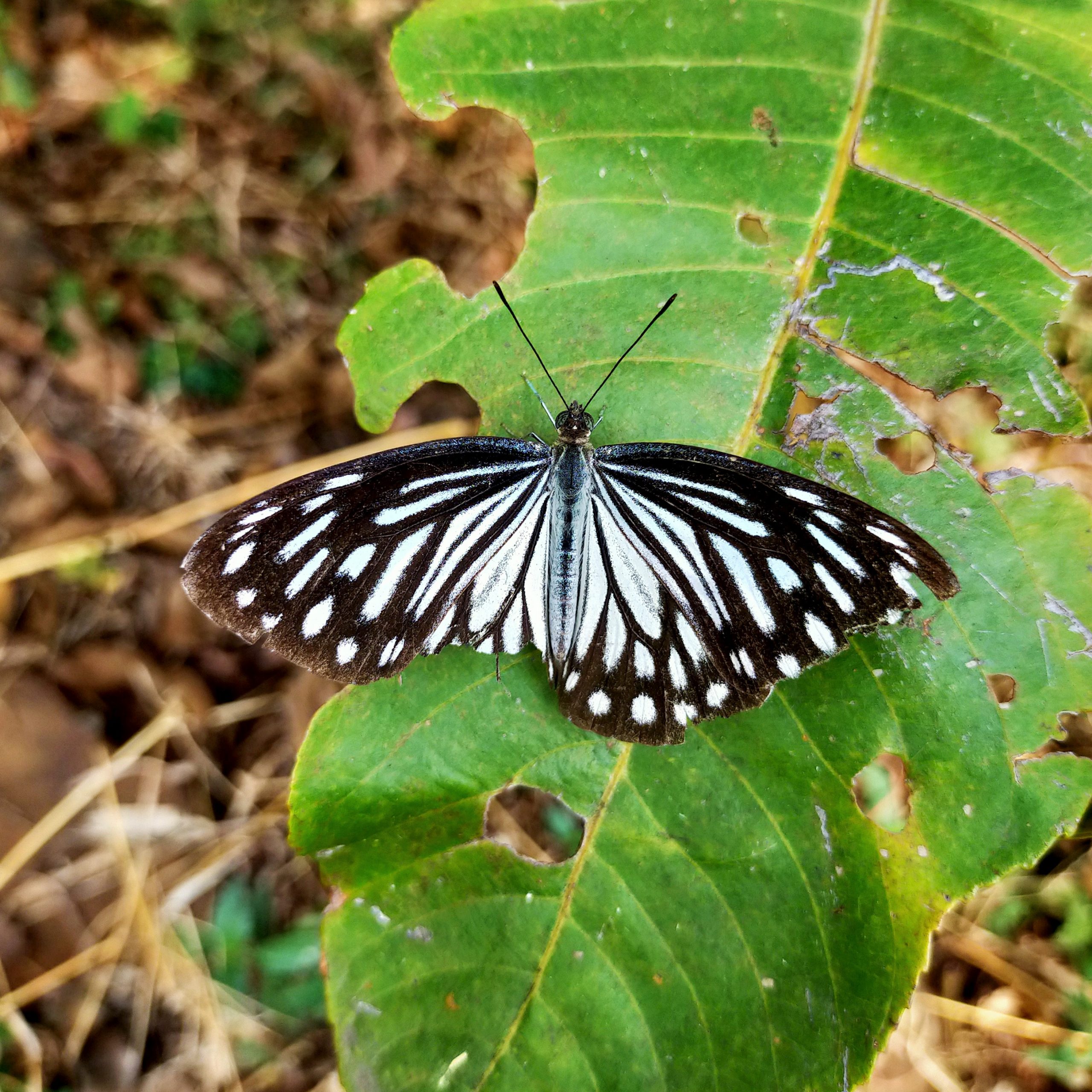 butterfly on a leaf