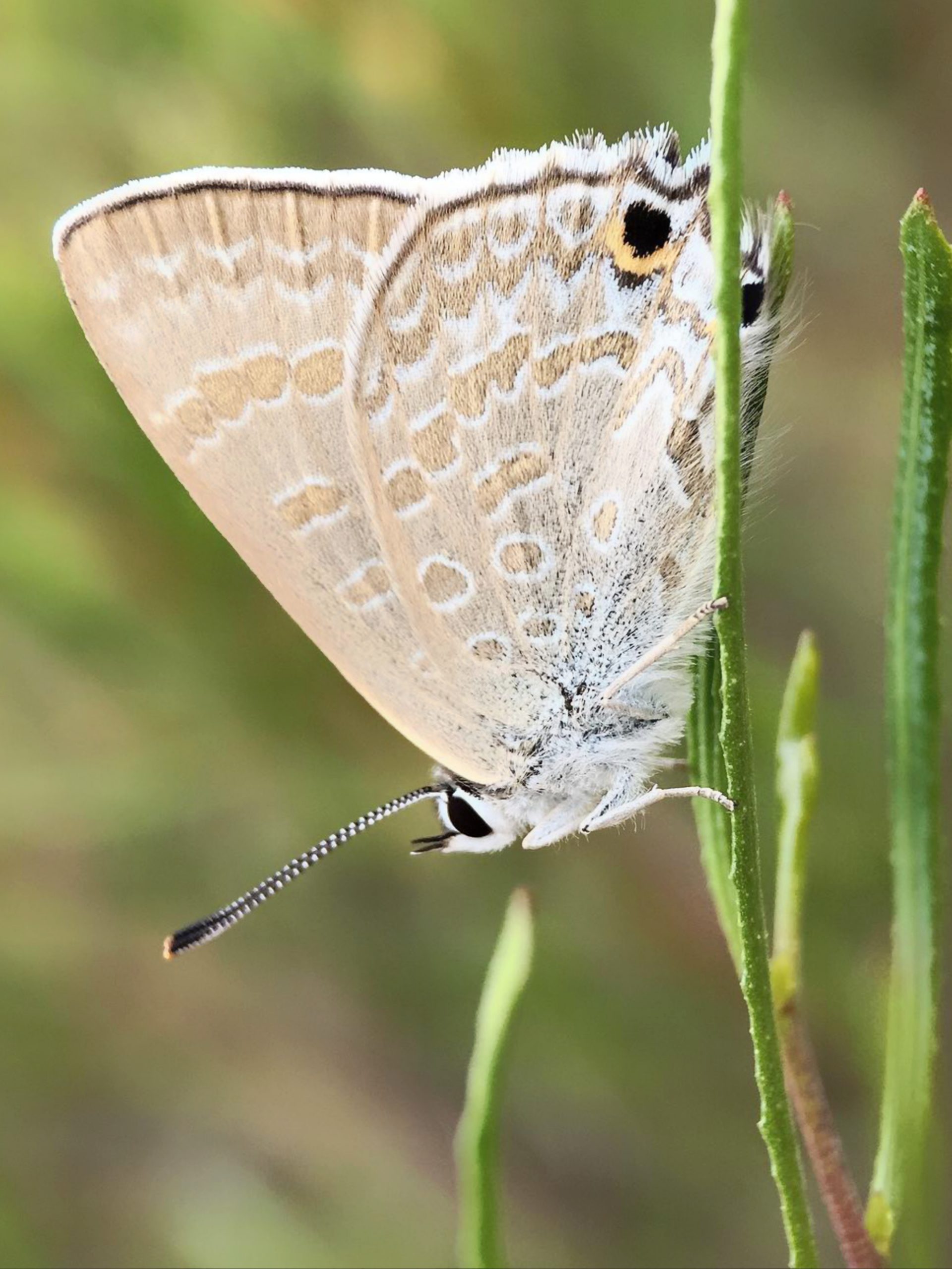 A butterfly