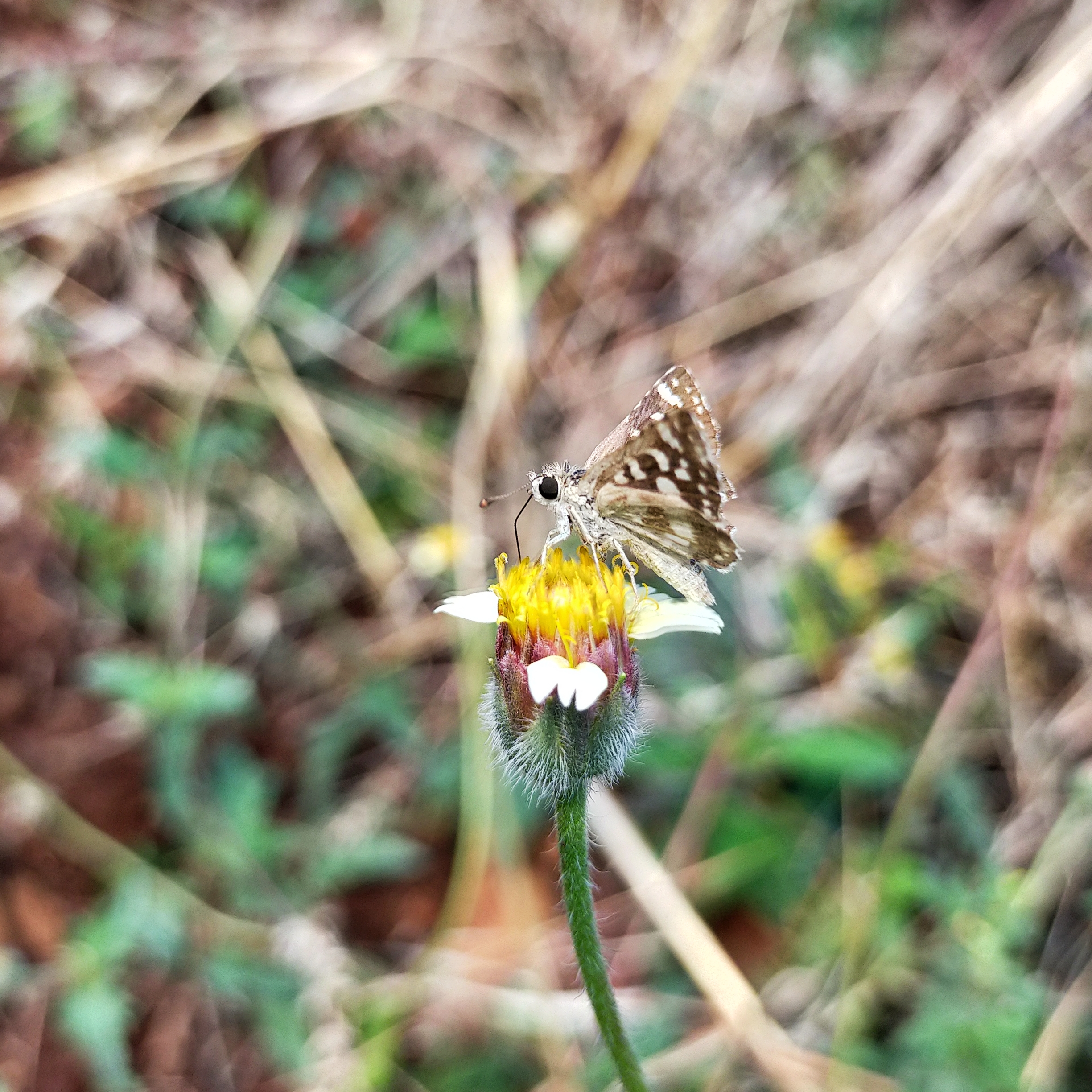 A butterfly on a flower