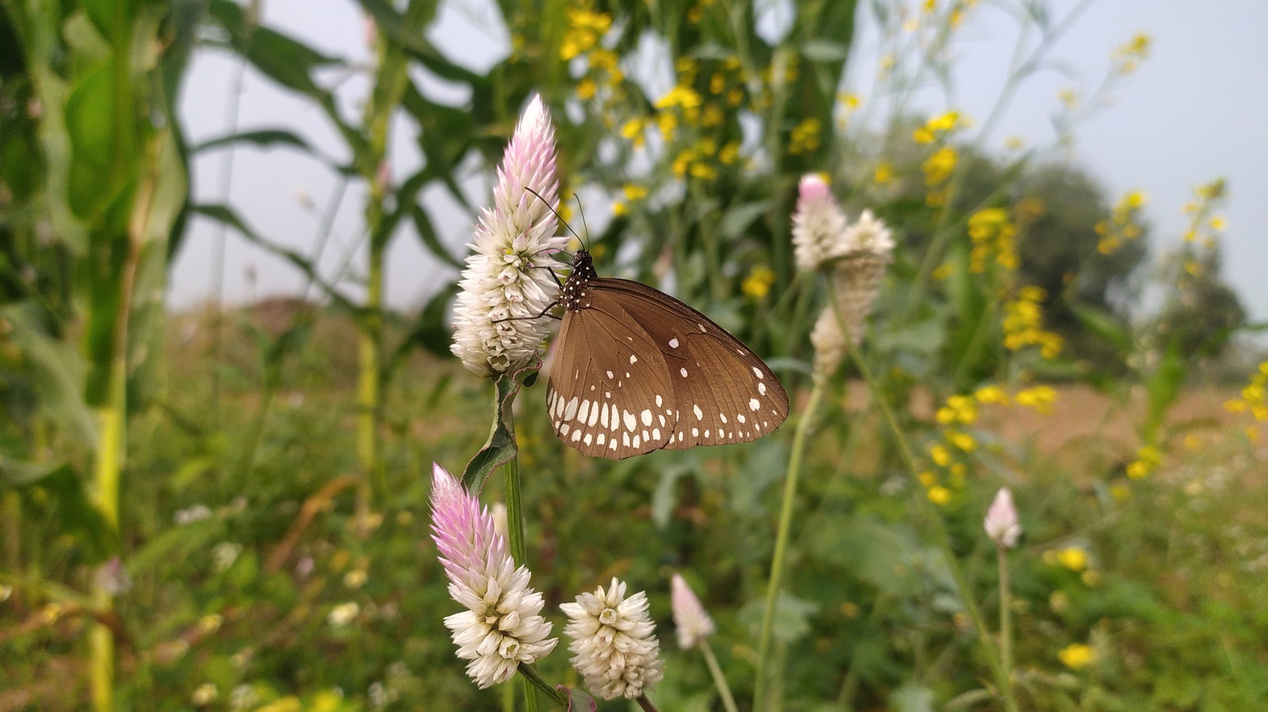 Butterfly on flower