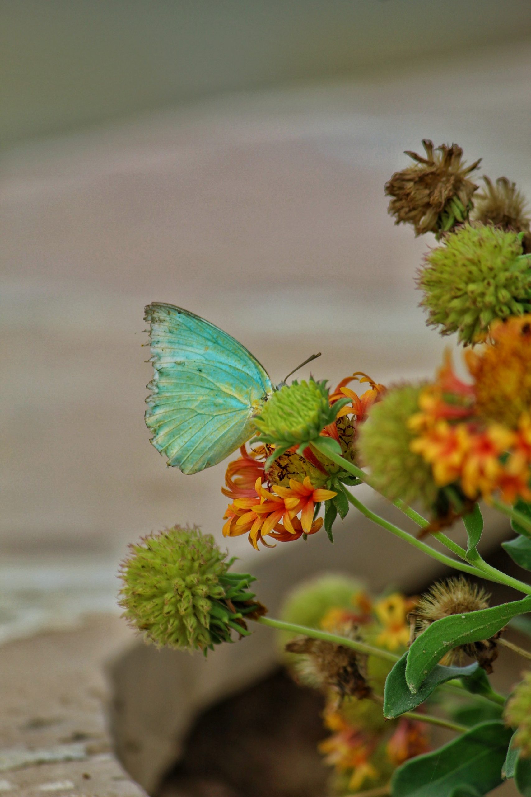 A butterfly on a flower