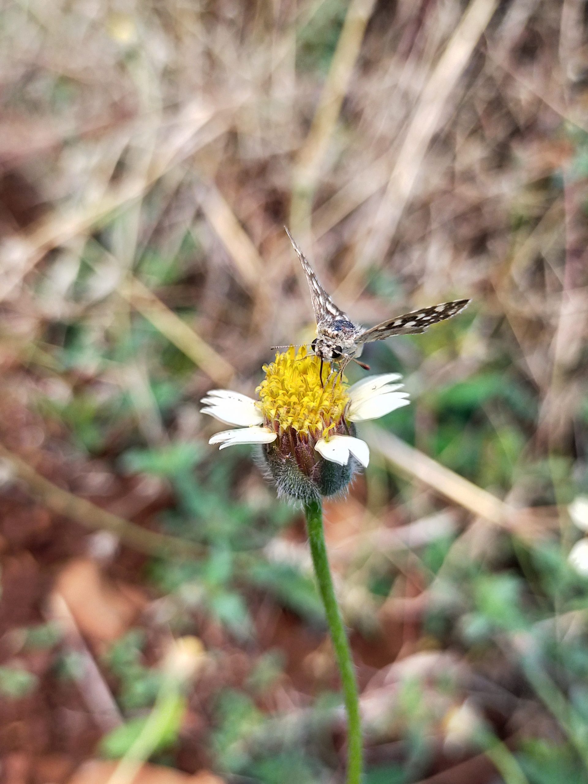 A butterfly on a flower