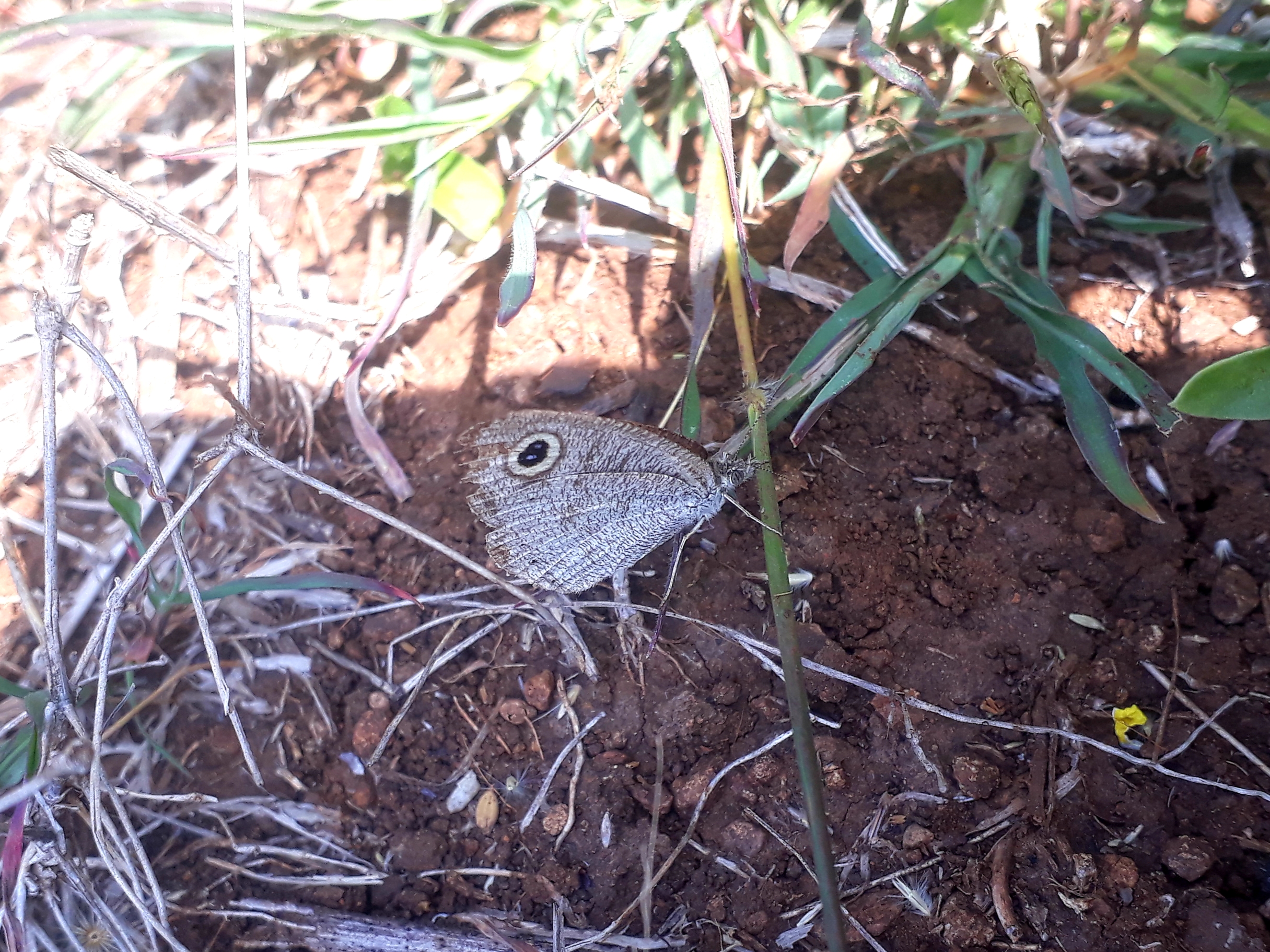 A butterfly on a grass leaves