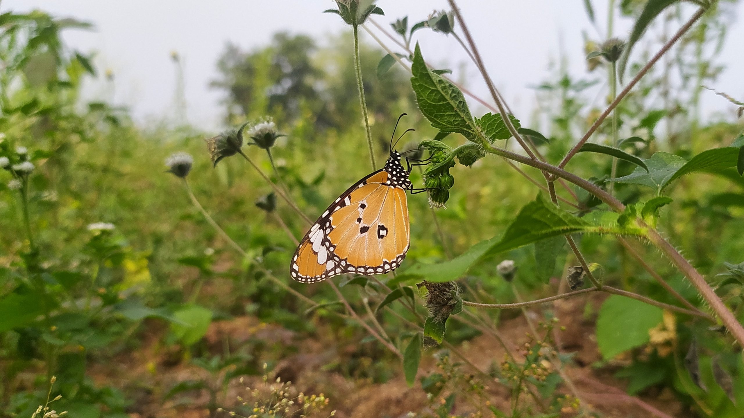 A butterfly on a plant