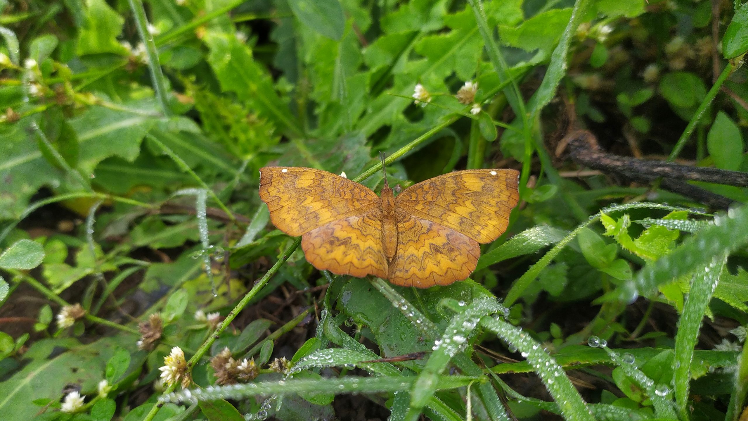 A butterfly on grass