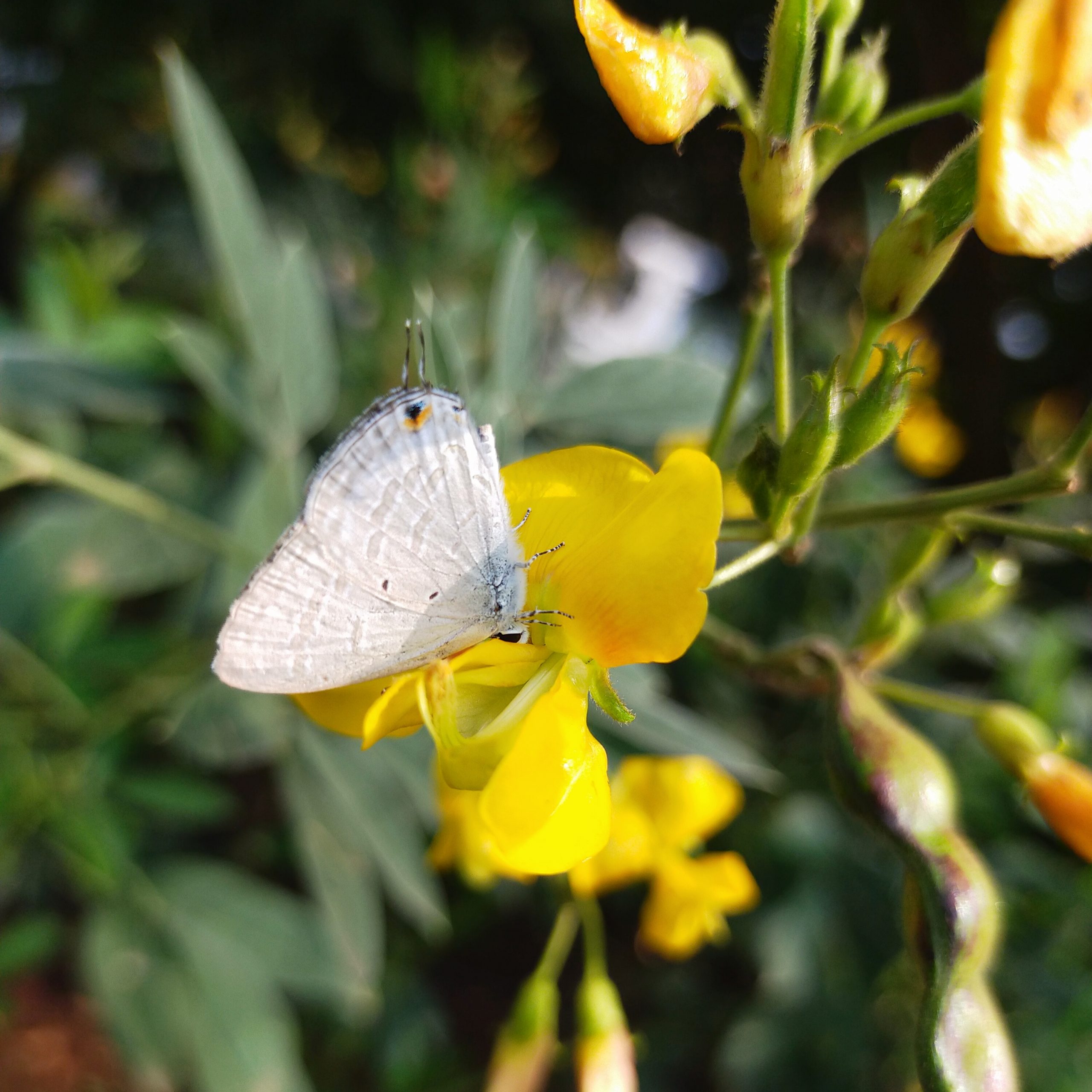 Butterfly on flower