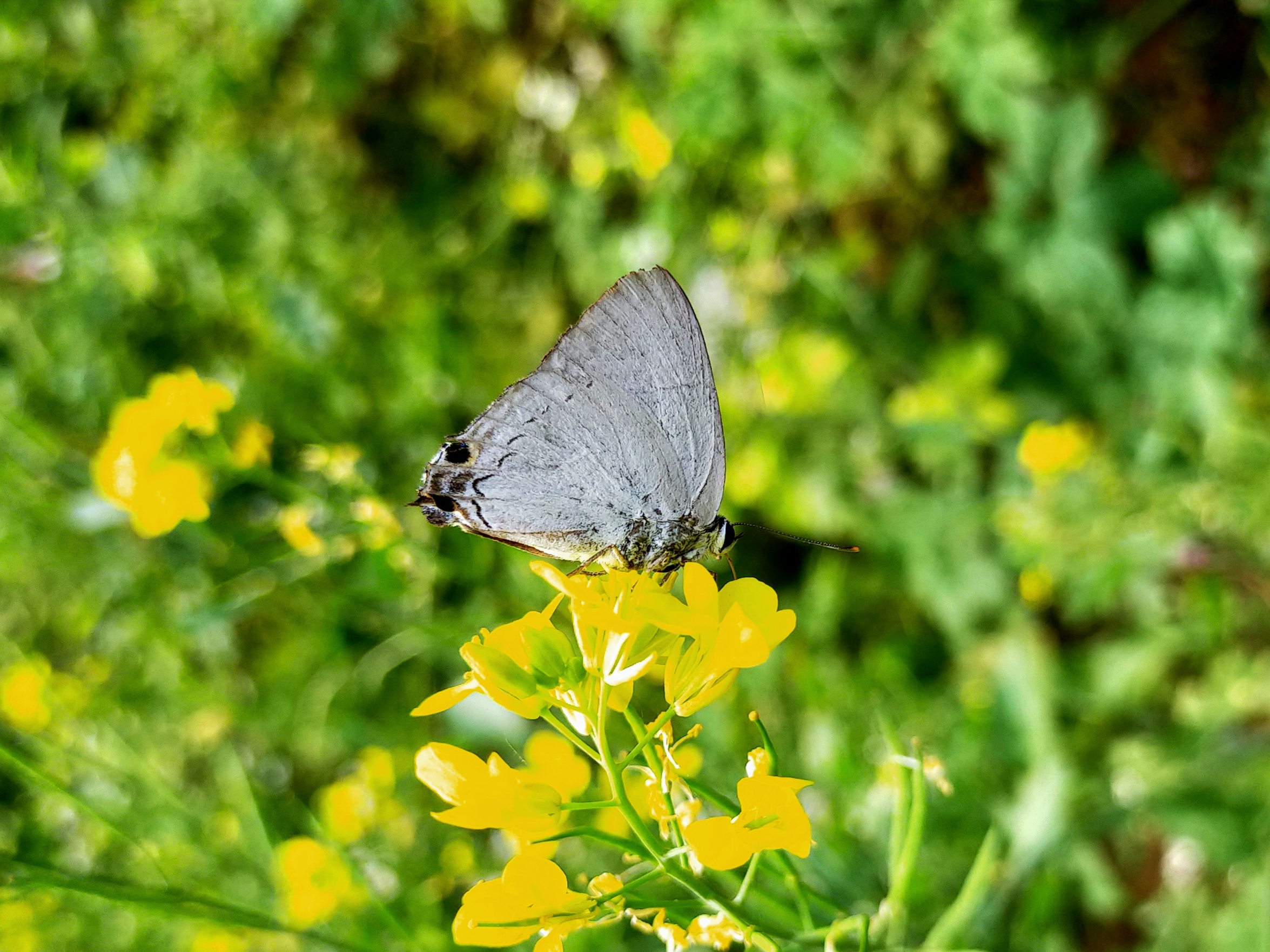 butterfly on a flower